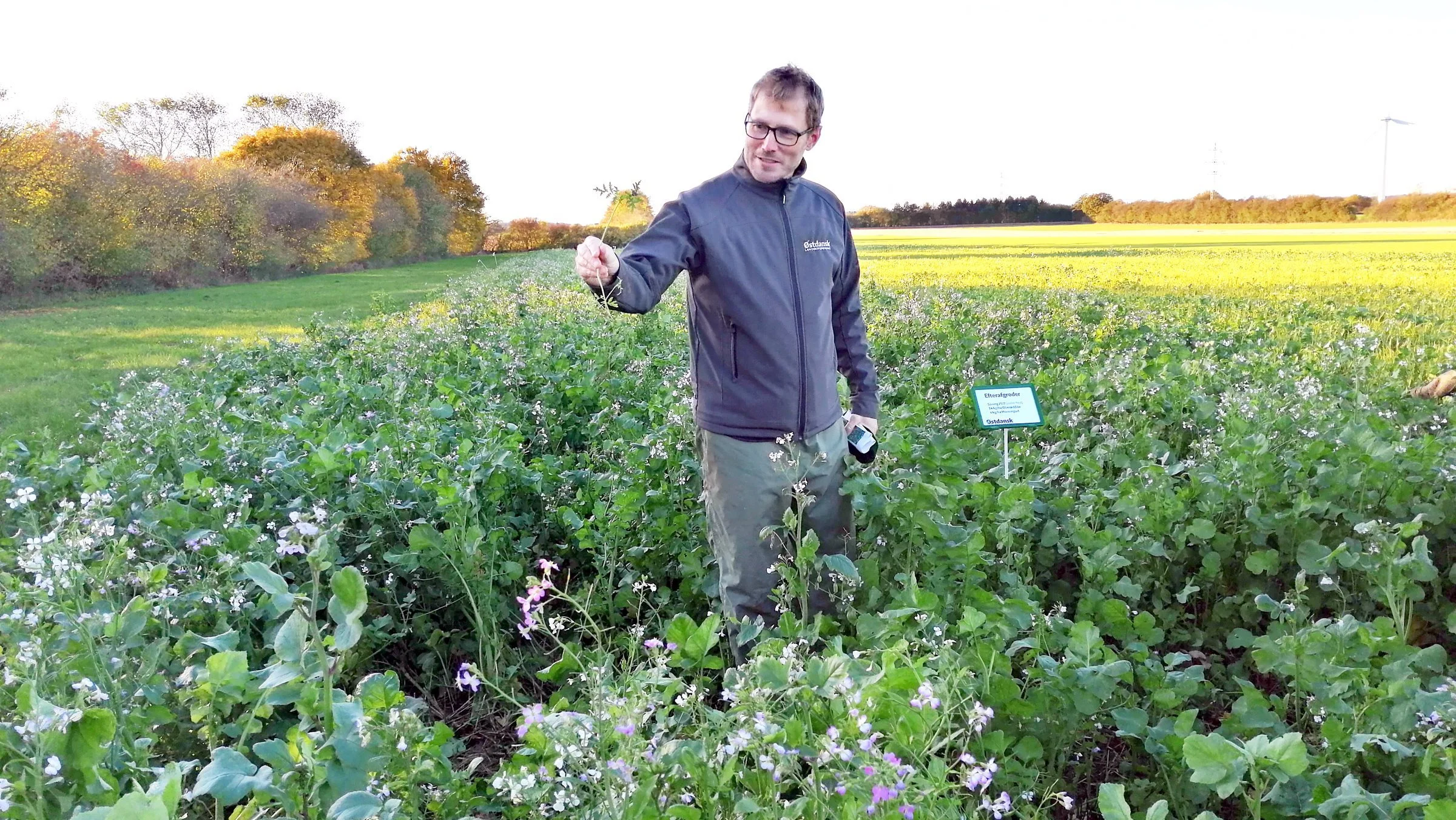 En simpel etablering, hvor der er harvet et par gange og så udsået med randsåmaskine er en god og sikker metode til etablering af efterafgrøder, mener planteavlskonsulent Thomas Laugesen, Østdansk Landboforening.