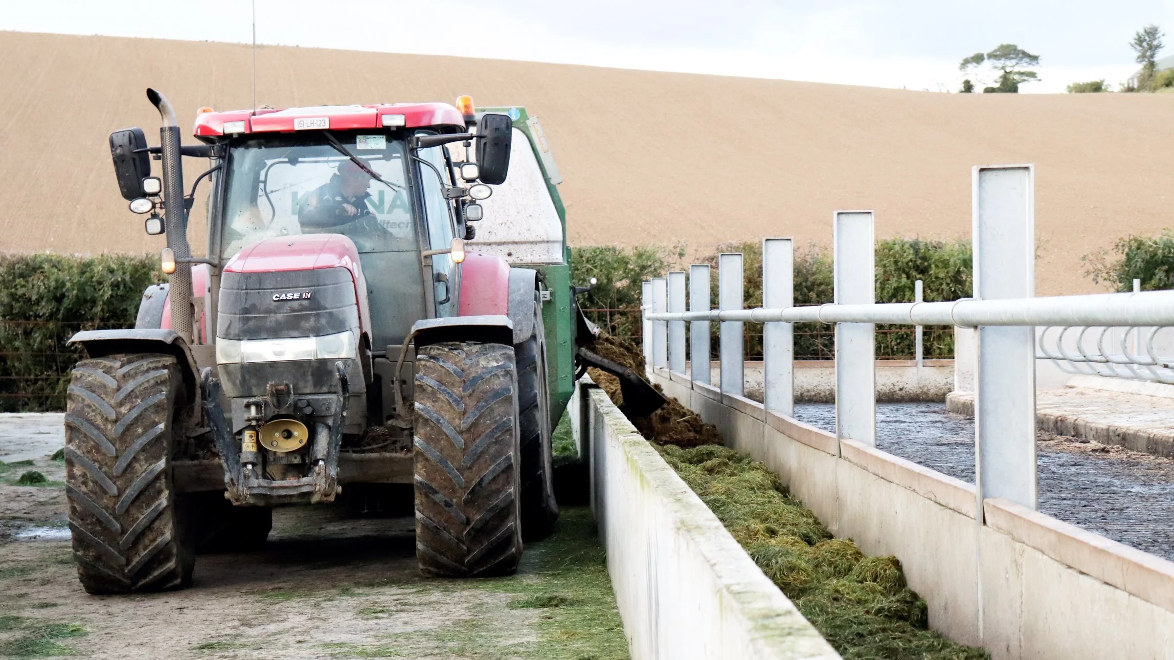 Udover daglig græsning fodres med en blanding af ensilage, majs og mineralblanding.