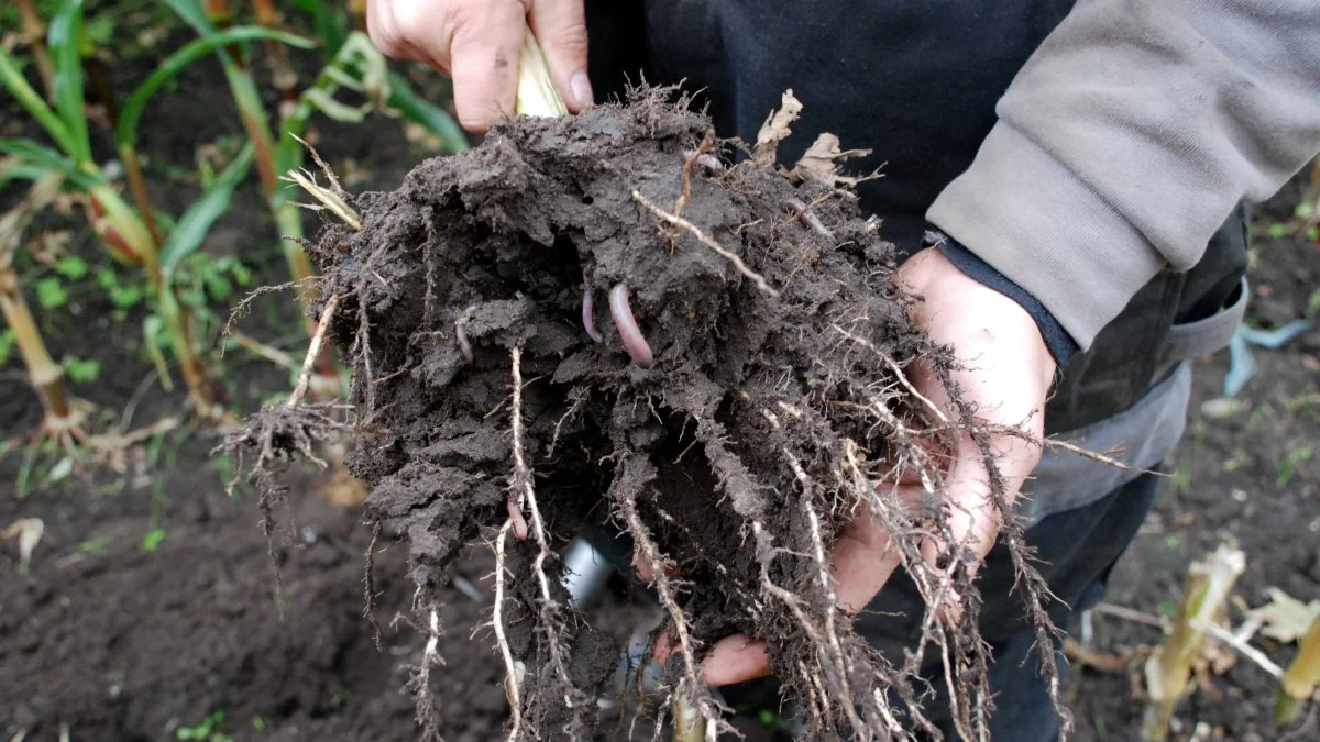 Starcover er en biostimulant, der booster rodudviklingen. Øget rodudvikling er essentielt for næringsstofoptaget, herunder fosfor. 