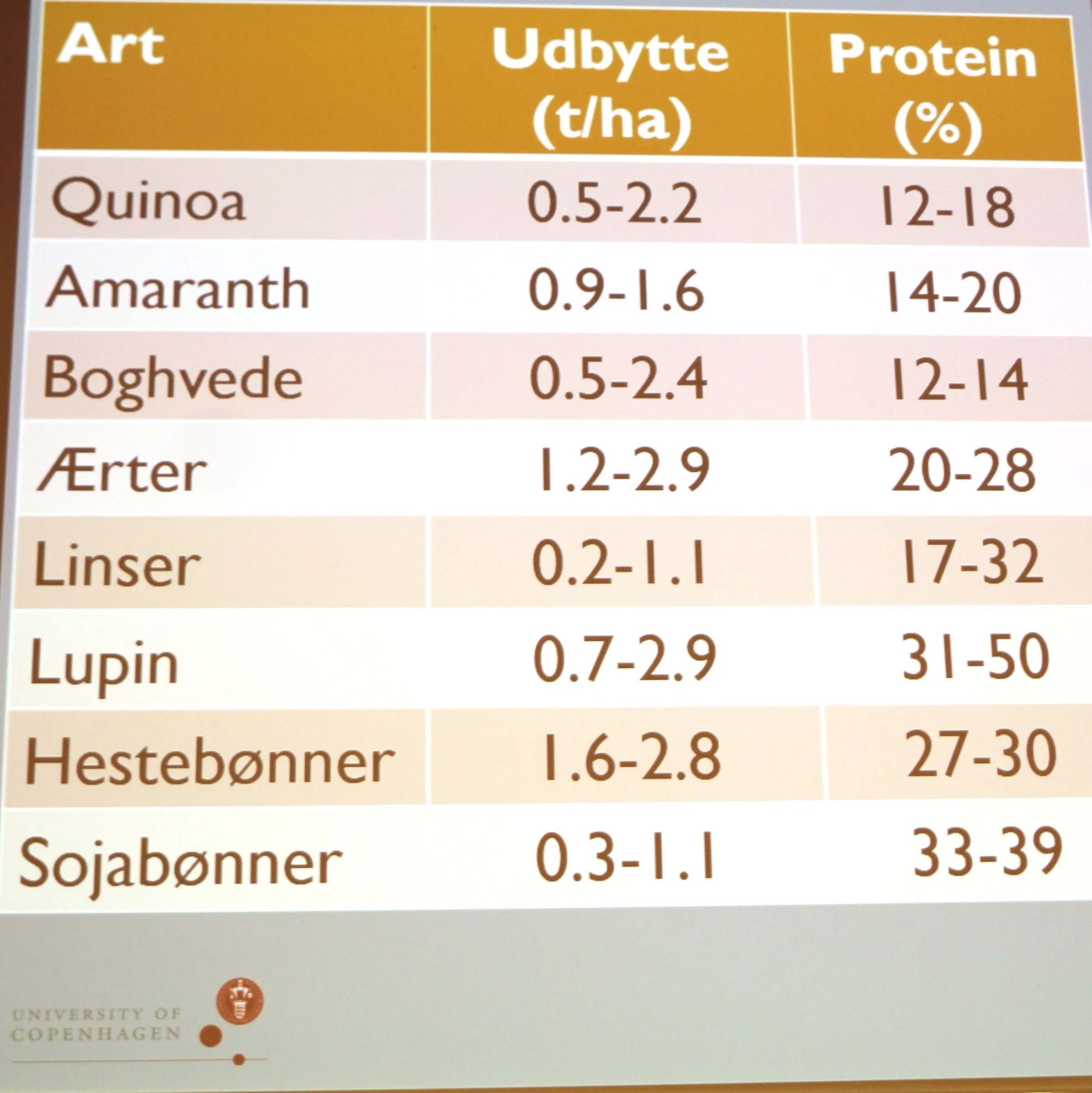 Quinoa og amaranth er blandt de proteinafgrøder, der har høj kvalitet af protein, men ikke så høje udbytter som ærter, linser, lupin, hestebønner og sojabønner. Fotos: Henriette Lemvig