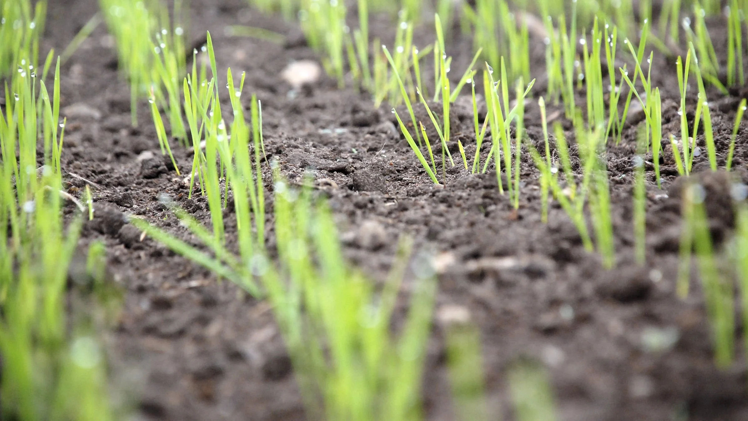 Tidlig såning af vinterhvede giver typisk et merudbytte, hvilket skyldes, at kraftigere planter med god rodudvikling bedre tåler tørke og har en mere effektiv udnyttelse af solindstrålingen først på sæsonen.