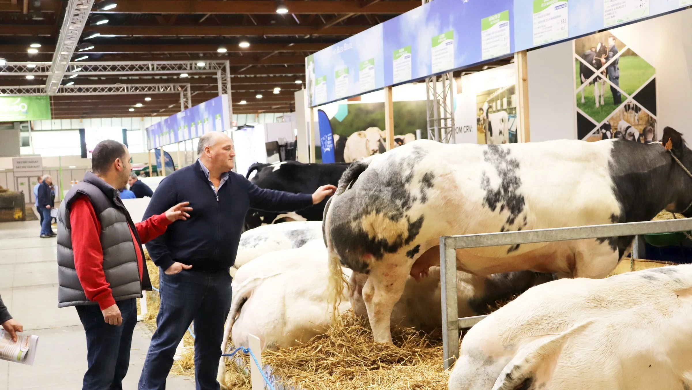 I denne uge afvikles den store belgiske landbrugsmesse Agribex nord for Bruxelles. Her beundrer et par belgiske landmænd den særlige kødfulde race belgisk blåhvid.

