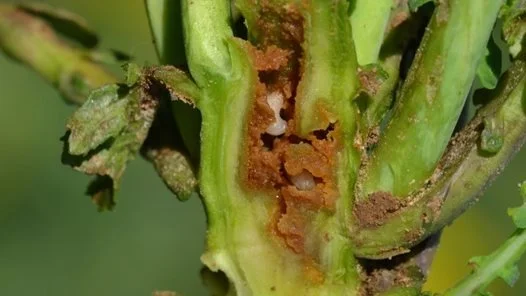 Angreb af sorte bladribbesnudebillelarver i vinterraps.
Foto: Ursula Furth, Landwirtschaftskammer Nordrhein Westfalen.
