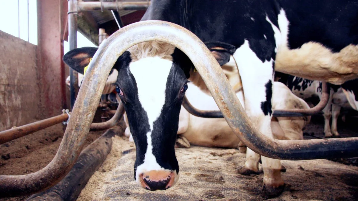 Danske goldkøer har ifølge nye studier ofte et for lavt calciumindhold i blodet, og det kan øge risikoen for atypisk mælkefeber og sygdomme, der foregår efter kælvning. Via fodringen kan man forebygge problemet, viser studierne.