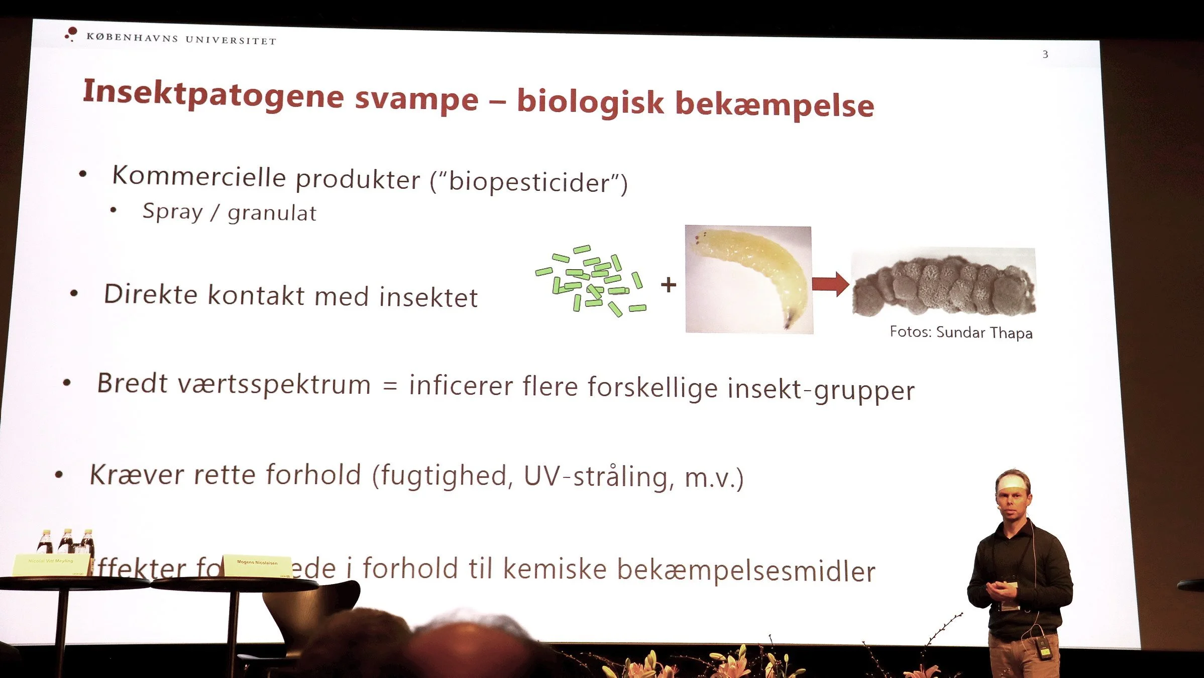 Lektor Nicolai Vitt Meyling fra Københavns Universitet fortæller om naturlige svampe, der kan inficere og dræbe skadelige insekter som for eksempel kålfluelarver. Nu har man opdaget, at svampene også fremmer planternes vækst. Fotos: Jørgen P. Jensen