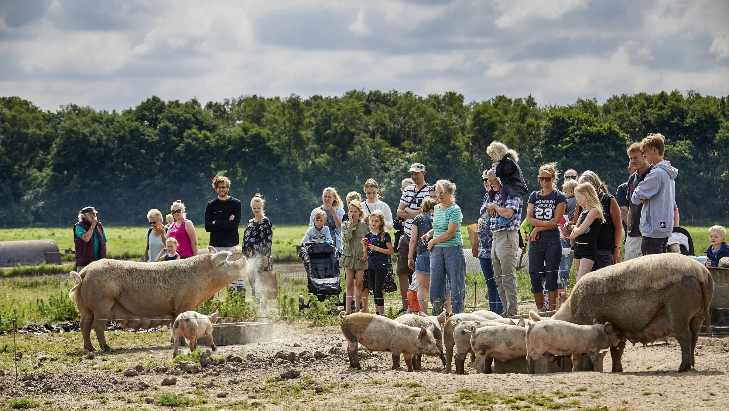 På Sofari får danskerne mulighed for at komme helt tæt på den økologiske griseproduktion og for at se, hvordan grisene lever på marken og i stalden. Foto: Henrik Bjerregrav.