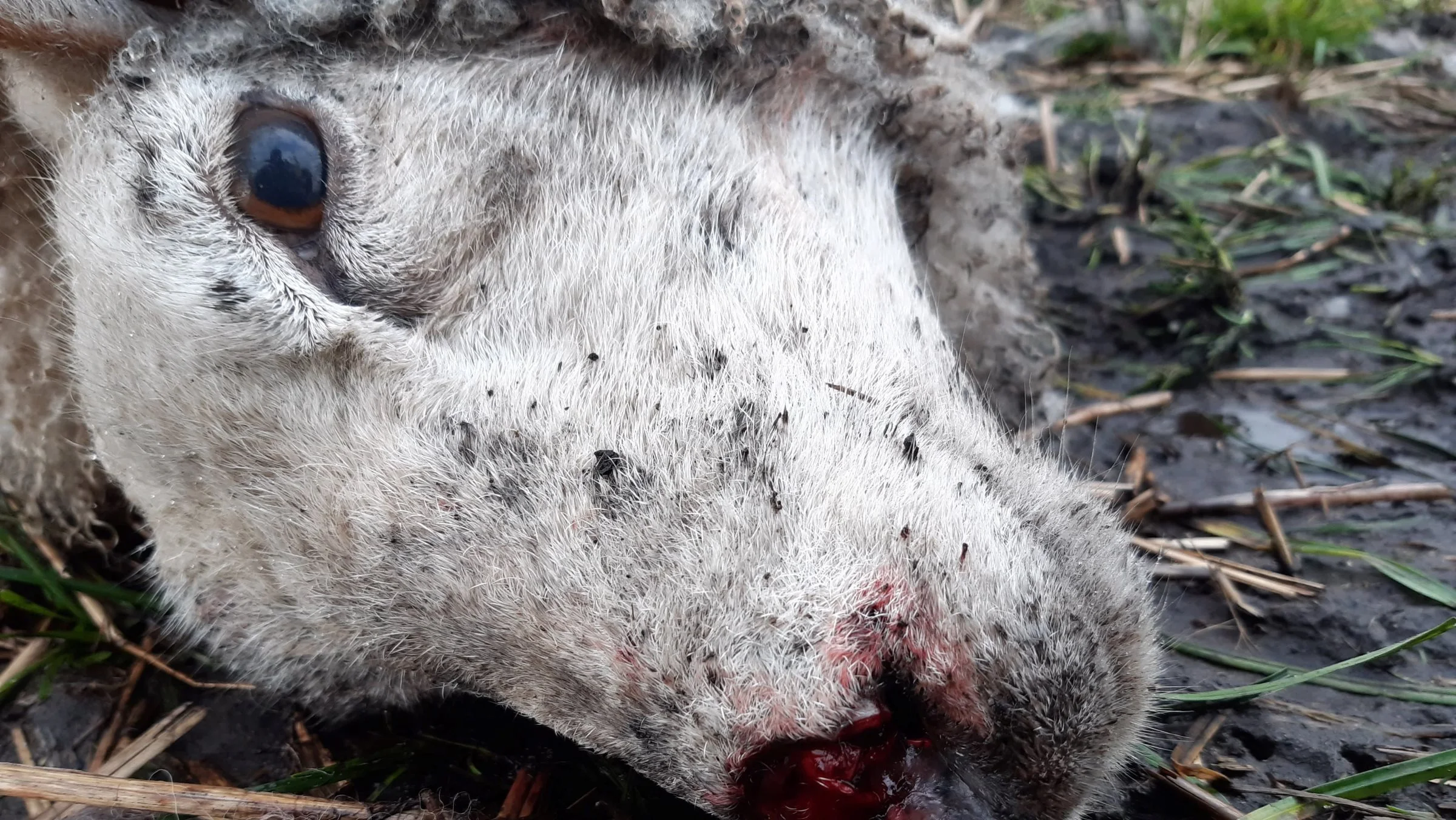 Billedet stammer fra mandagens ulveangreb. Foto: Her er ulven i Danmark