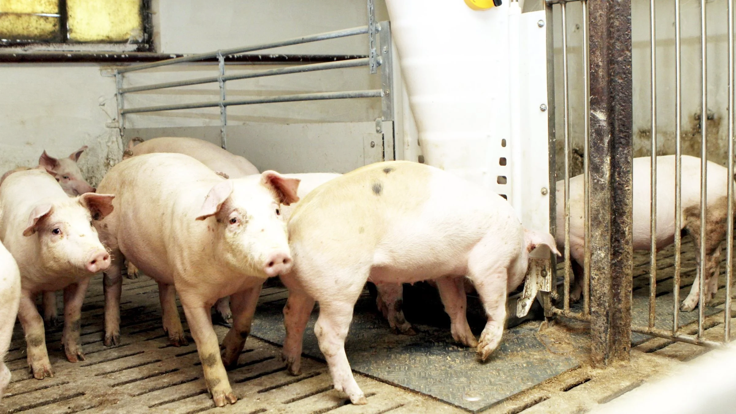 De danske svineproducenter brugte tre procent mindre antibiotika i 2019 end året før. Det vækker tilfredshed hos fødevareminister Mogens Jensen (S).
