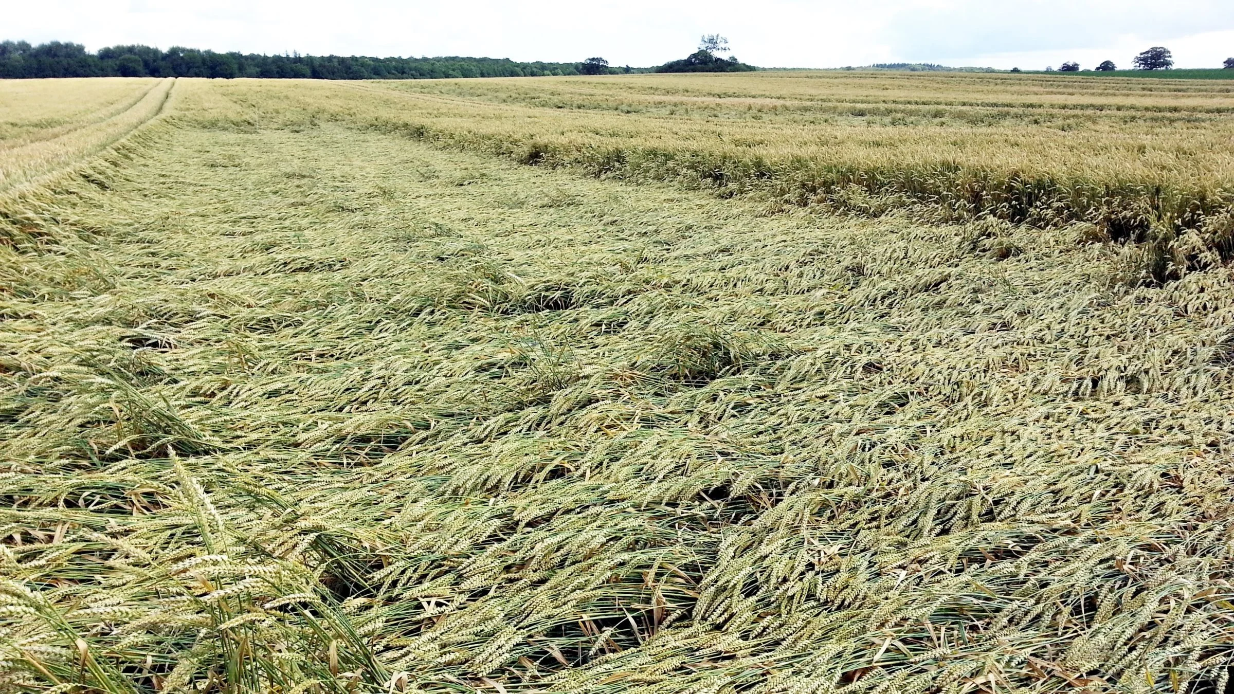 Svar på nogle få spørgsmål og undgå lejesæd, lyder det fra Syngenta