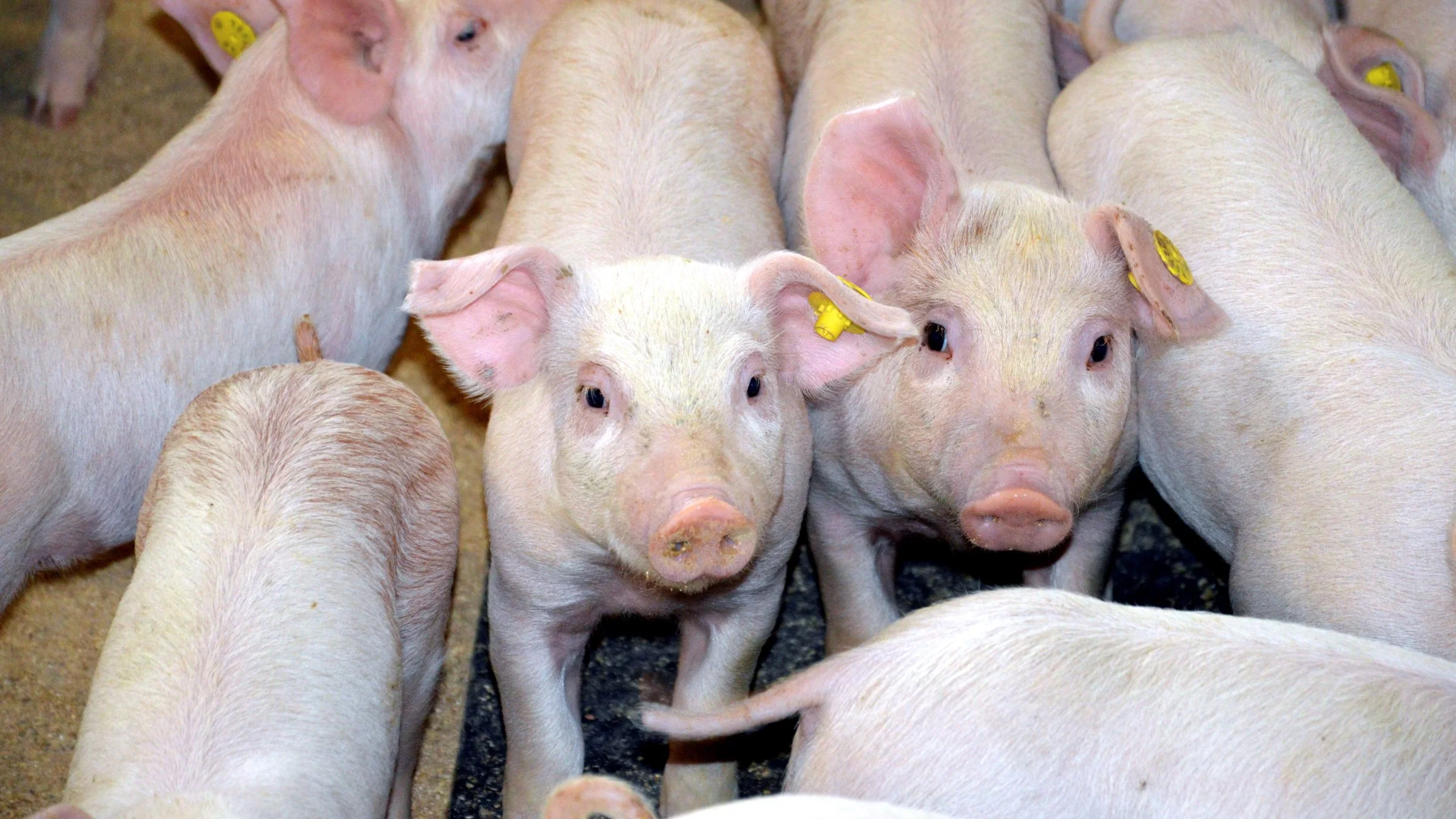 Seges Svineproduktion, DanBred, Nordic Seed og Aarhus Universitet arbejder sammen om at udvikle en ny teknologi, der skal forbedre gener hos grise og byg hurtigere end ellers til gavn for klima og bundlinjen. Arkivfoto: Camilla Bønløkke

