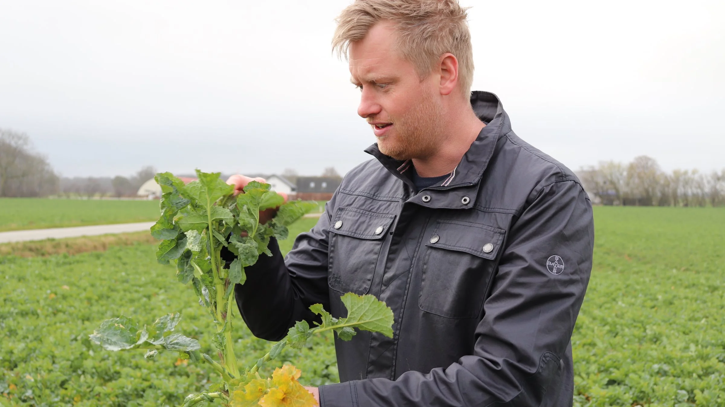 Rapsplanterne er kraftige og mindst to uger foran i udvikling, vurderer Søren Lykkegaard Hansen, konsulent og rapsspecialist hos Bayer Cropscience. Her viser han på Bregentved gods’ rapsarealer, hvordan man bestemmer lys bladplet på planten. Billedet er fra i torsdags. Fotos. Jørgen P. Jensen