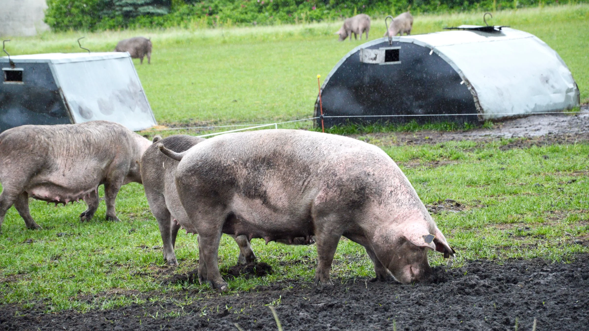 Forskere fra AU vil i et nyt projekt undersøge, hvor meget energi og protein, søerne optager fra ensilage og det øvrige grovfoder i vinterperioden. Arkivfoto: Camilla Bønløkke