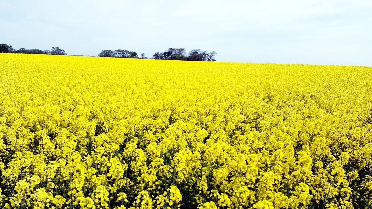 Biodiesel produceret på raps fra danske marker kan komme til at spille en stor rolle i arbejdet på at gøre den tunge transport klimaneutral i fremtiden. Arkivfoto.