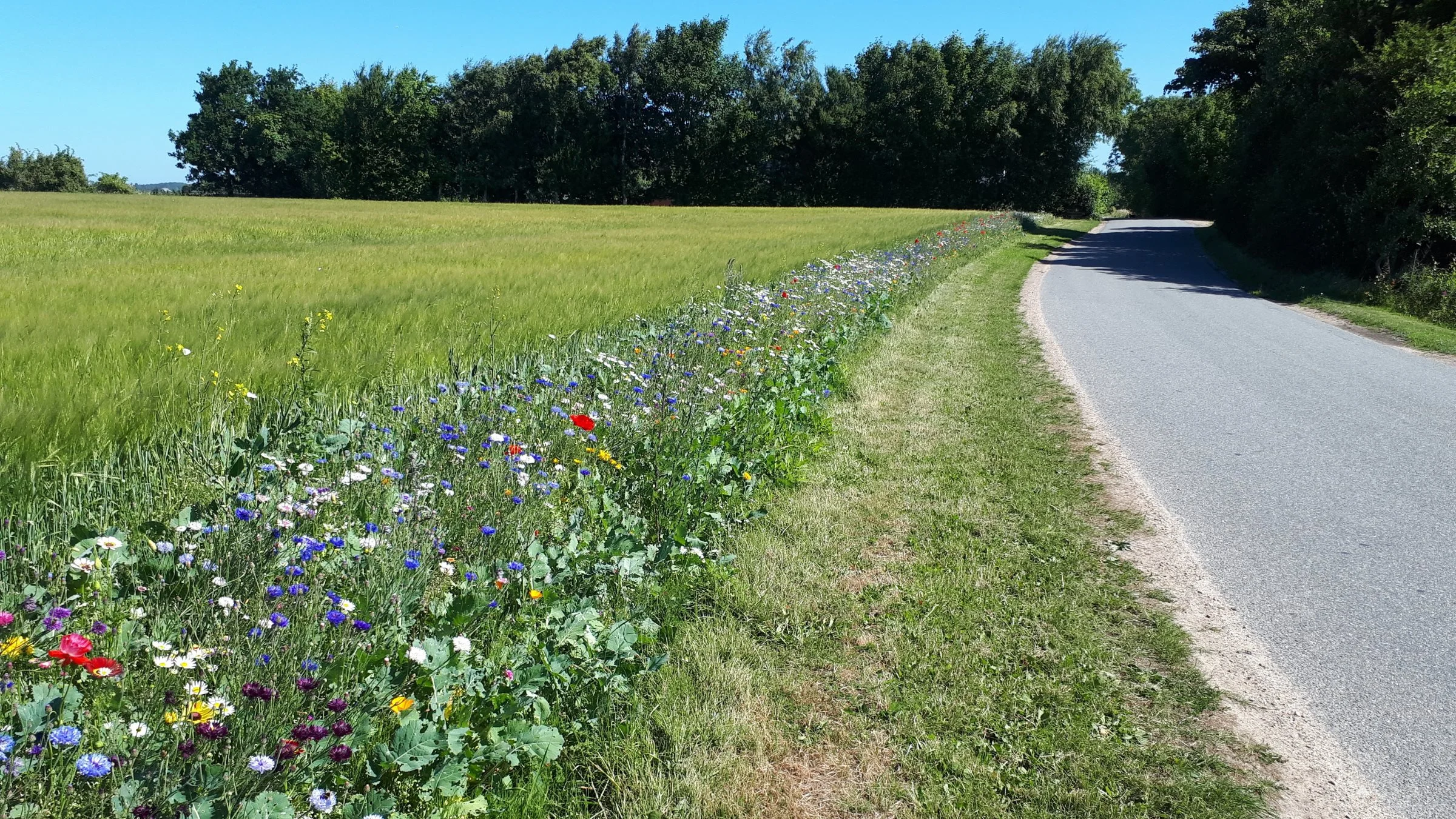 - Markvildttiltag som vildtstriber, barjordsstriber, insektvolde og lærkepletter giver bedre betingelser for flora og fauna, øger biodiversiteten, og skaber øget naturværdi, så her er alletiders mulighed for at sprede lidt mere liv og farver på Mors, siger planteavlskonsulent Søren Jepsen, Landbo Limfjord.