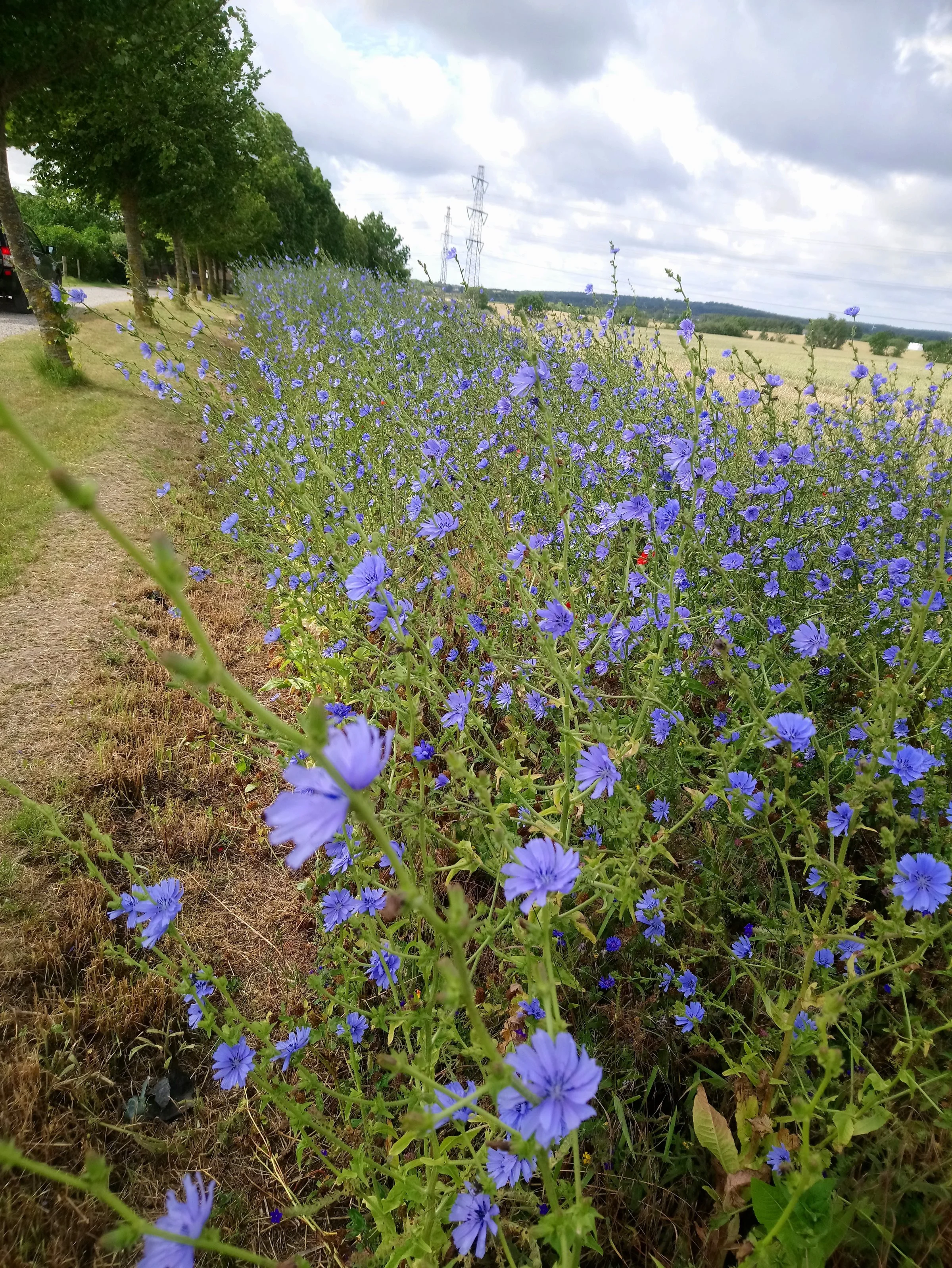 Frøblandingen indeholder ti arter, hvor flere blomstrer i år. Arterne er rødkløver, cikorie, kællingetand, kornblomst, røllike, okseøje, hjulkrone, kornvalmue, hvidkløver og honningurt. Foto: Inge Christoffersen Holding