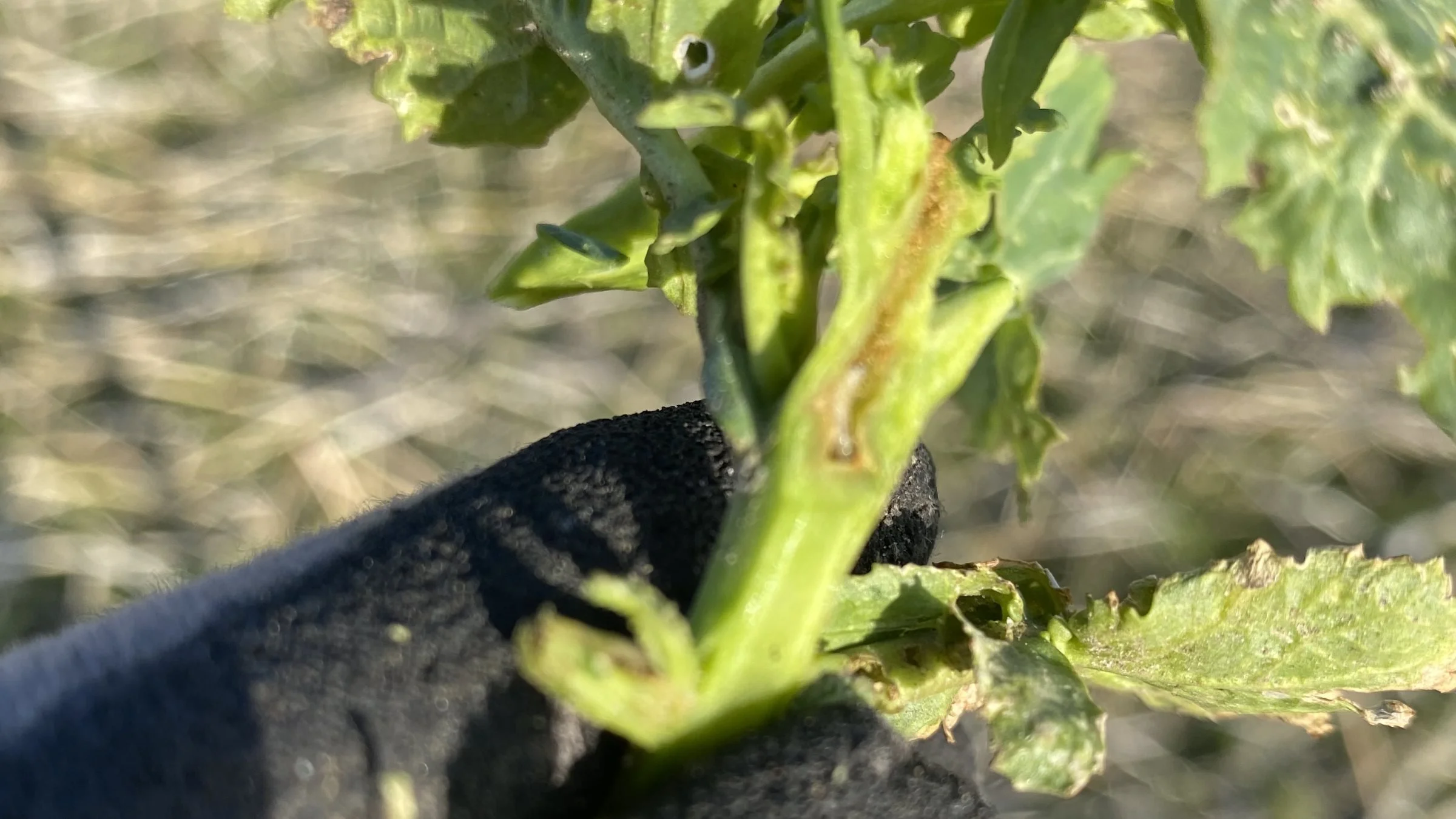 Der er altid rapsjordlopper (den hvide larve midt i stilken) i økologisk raps, men så længe der ikke er for mange, er det intet problem. I år er antallet normalt. Foto: Agri Nord.