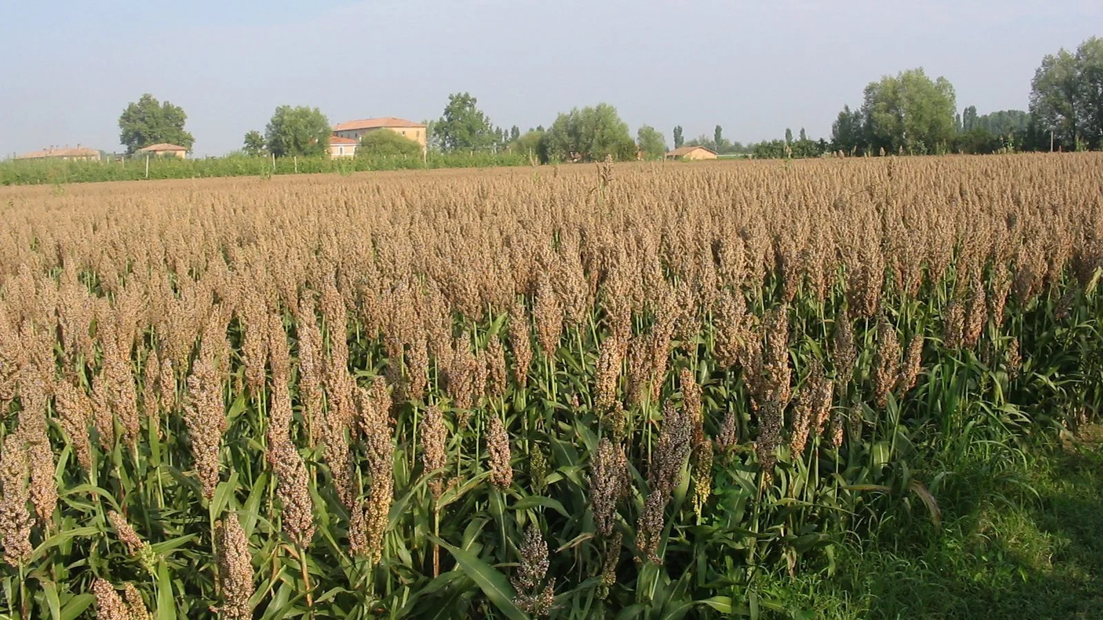 Roberto Lodi driver sit landbrug med en blanding af traditionel planteavl med hvede, majs og - som her - sorghum. Desuden en hel del frugttræer og grøntsager samt agri-turismo. 