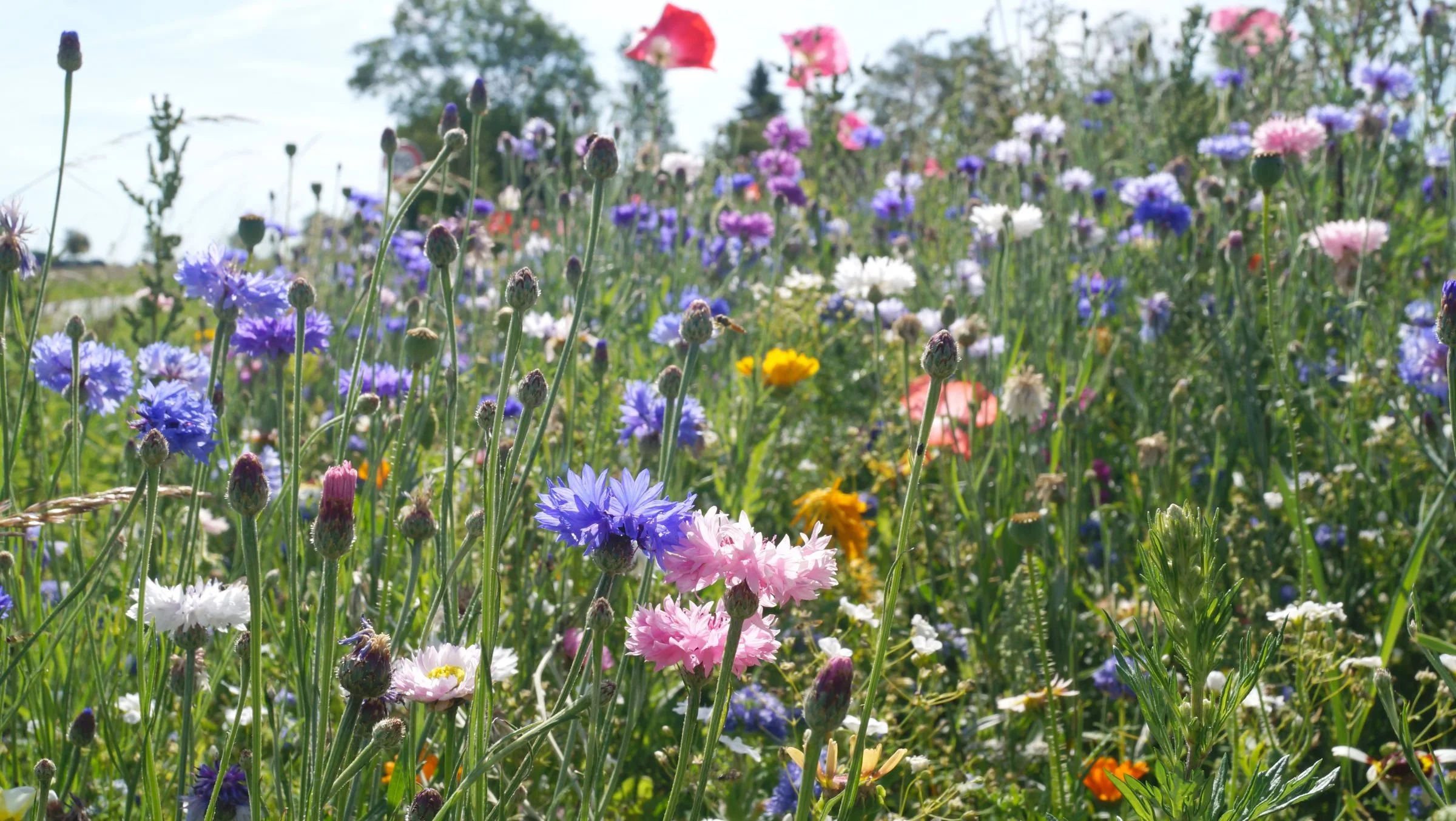 - Det er super, når landmænd laver bi-venlige tiltag som blomster ligesom de mange andre tiltag, man kan gøre i marker og naturen til gavn for fauna og insekter, siger Morten Roest fra Haderslev biavlerforening. Arkivfoto: Henrik Sieben.