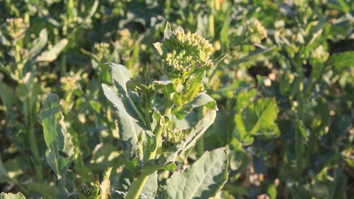 Stadie 55: Blomsterknopper på hovedskud er synlige, men lukkede og uden synlige gule kronblade. Foto: Seges

