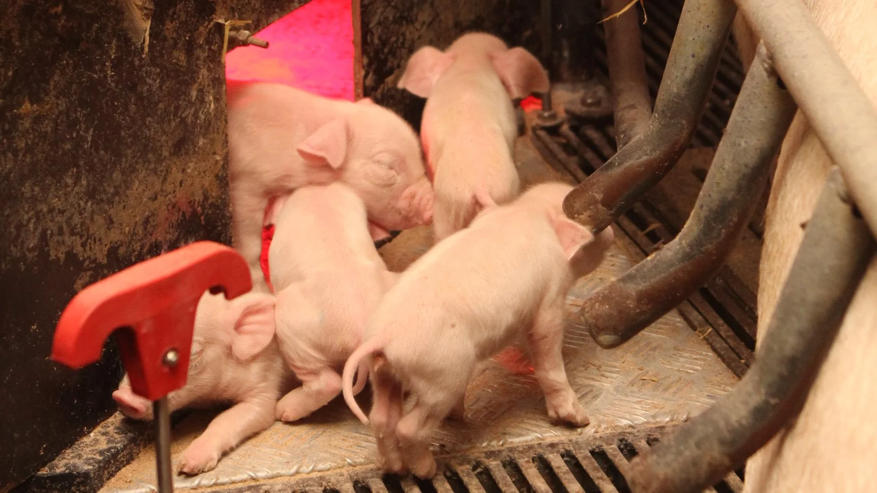 I stedet for at bruge hundehulspladen i første levedøgn, foreslår svinerådgiver Anders Andersen, Velas, at der vælges en løsning med maler-afdækningspapir. Arkivfoto
