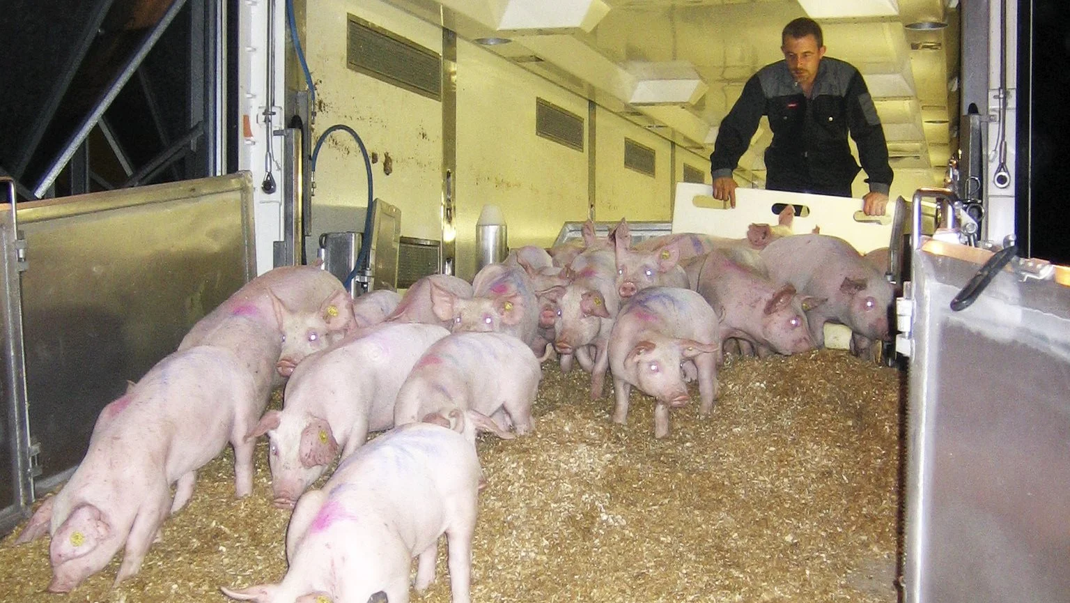 Der sendes årligt omkring syv millioner smågrise fra Danmark til Tyskland og Polen. Her læsses danske smågrise af på polsk svinefarm. Arkivfoto.