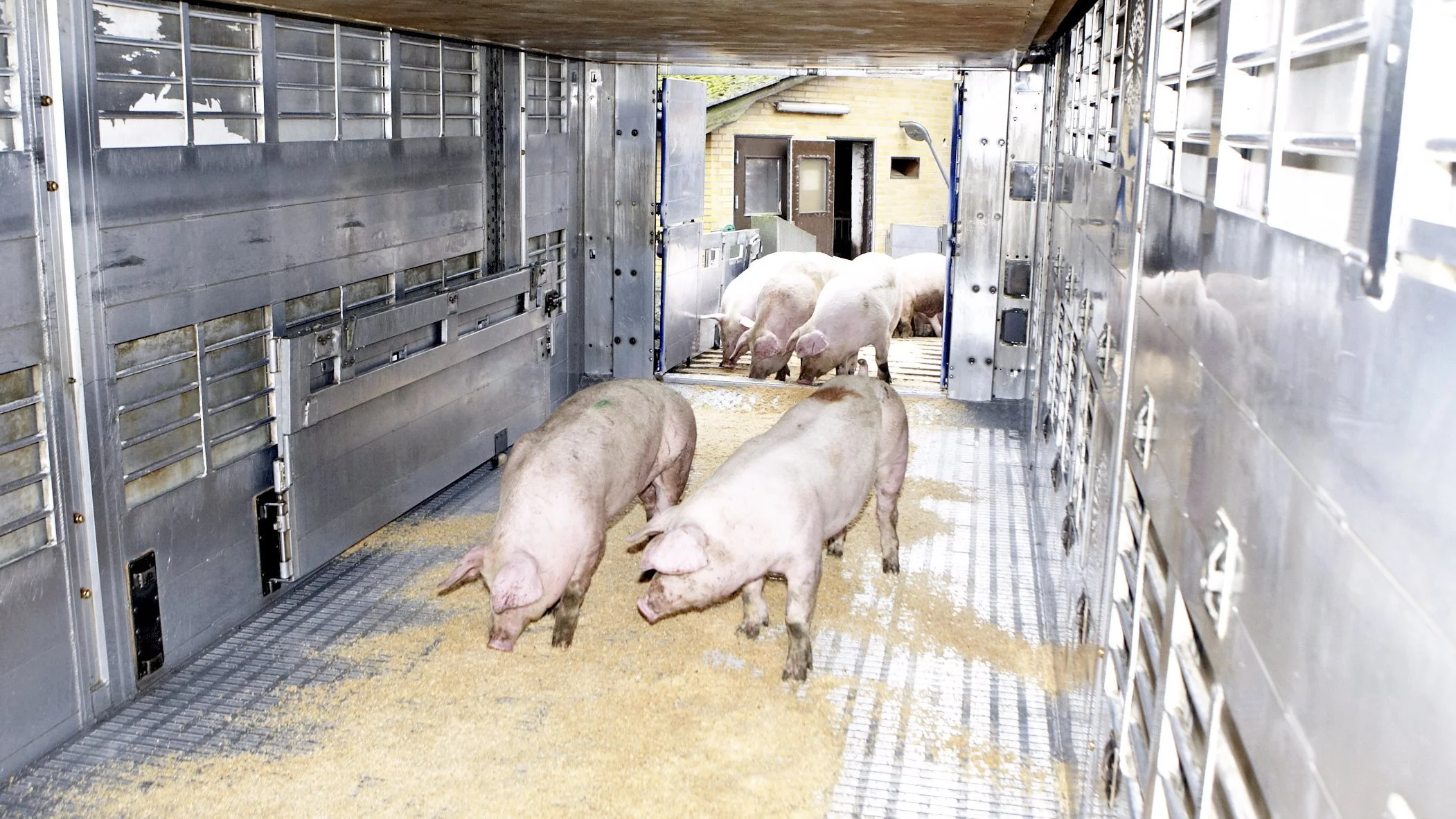 Det vestlige Polen har landets vigtigste svineproduktion med store, moderne svinefarme med høj standard på biosecurity.