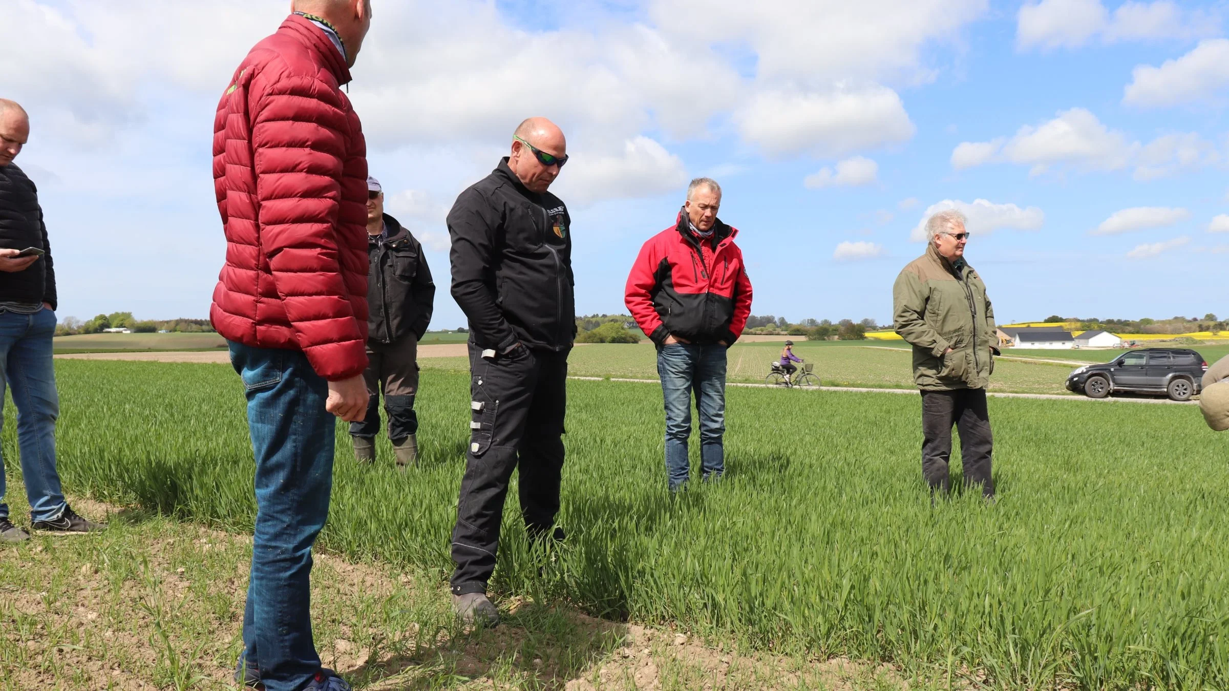 Den kraftige vårhvede er sået sidst i oktober, mens den lave vårhvede er sået i foråret. Fotos: Jørgen P. Jensen