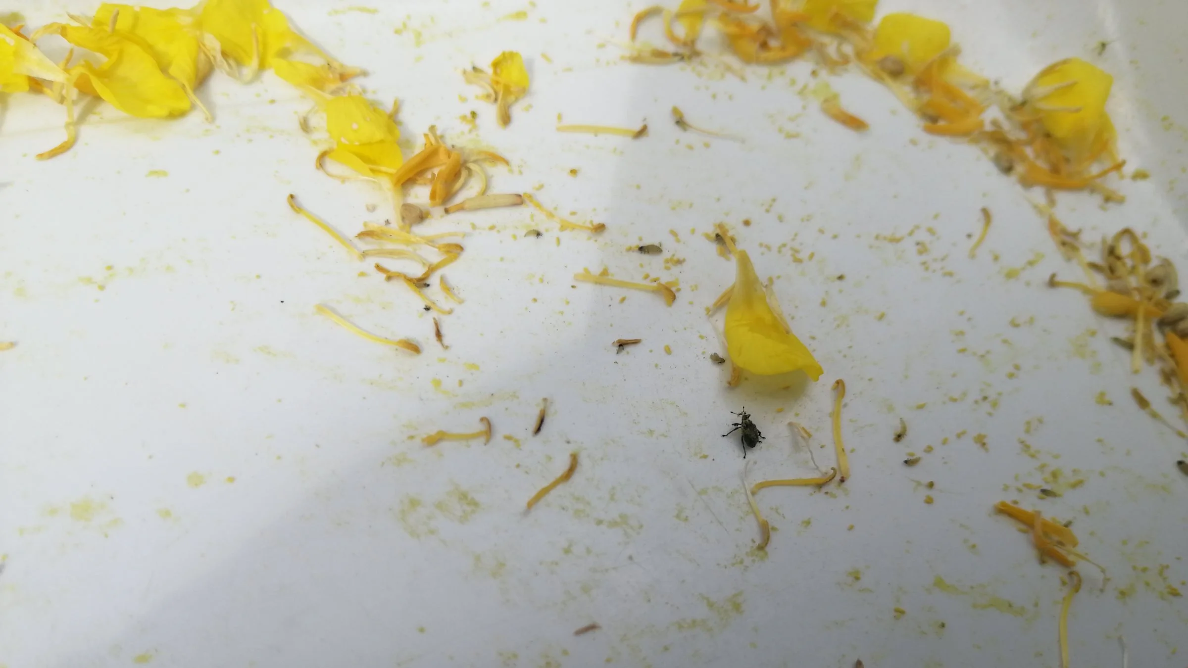Der faldt en enkelt skulpesnudebille ned i bakken, da planteavlskonsulent Irene Skovby Rasmussen fra VKST tirsdag bankede 20 rapsplanter for at se, hvilke insekter der kunne findes.