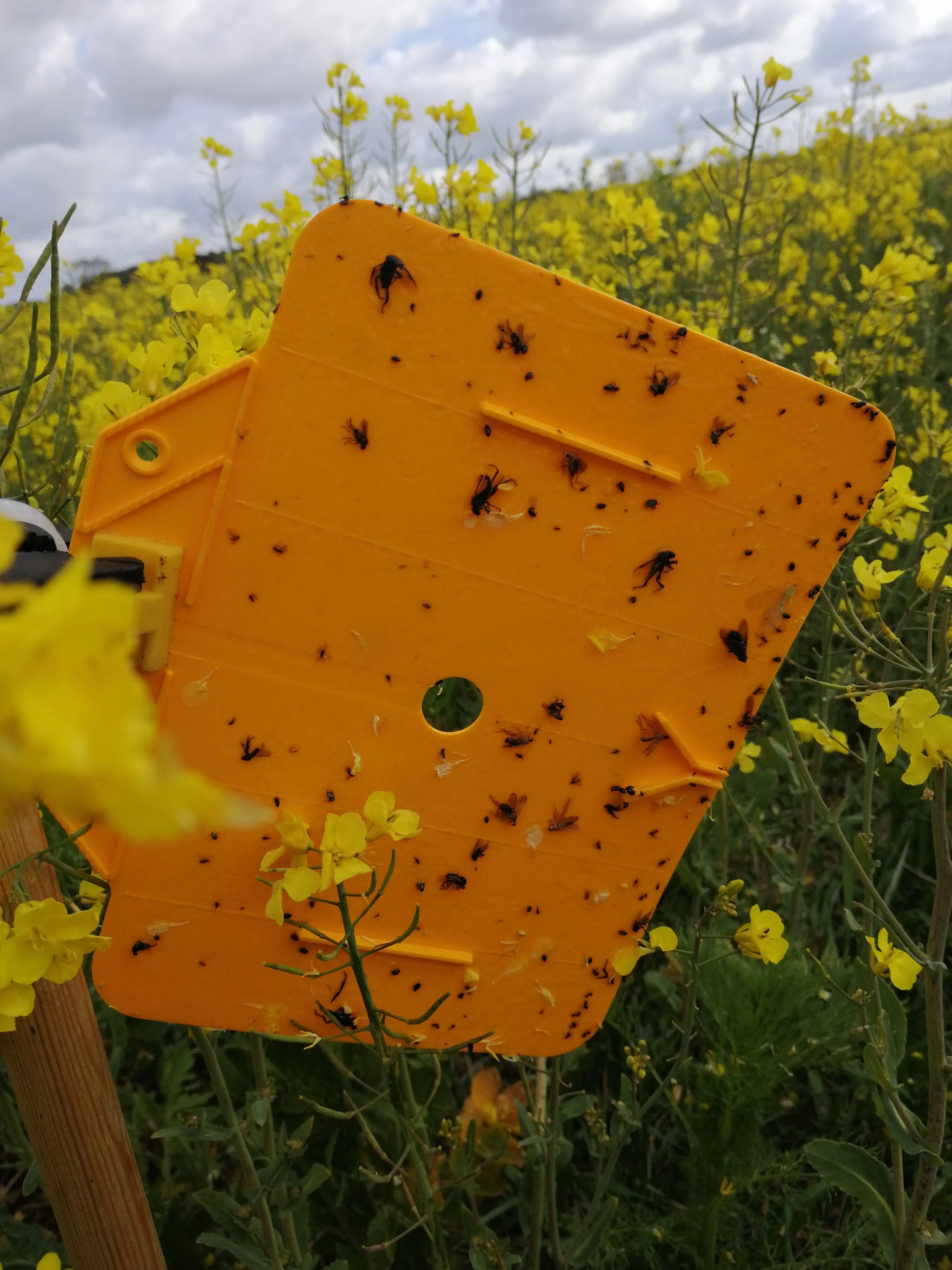 Limplade med insekter. De brugte plader forsegles og sendes videre til Seges, der har mikroskopudstyr til formålet.