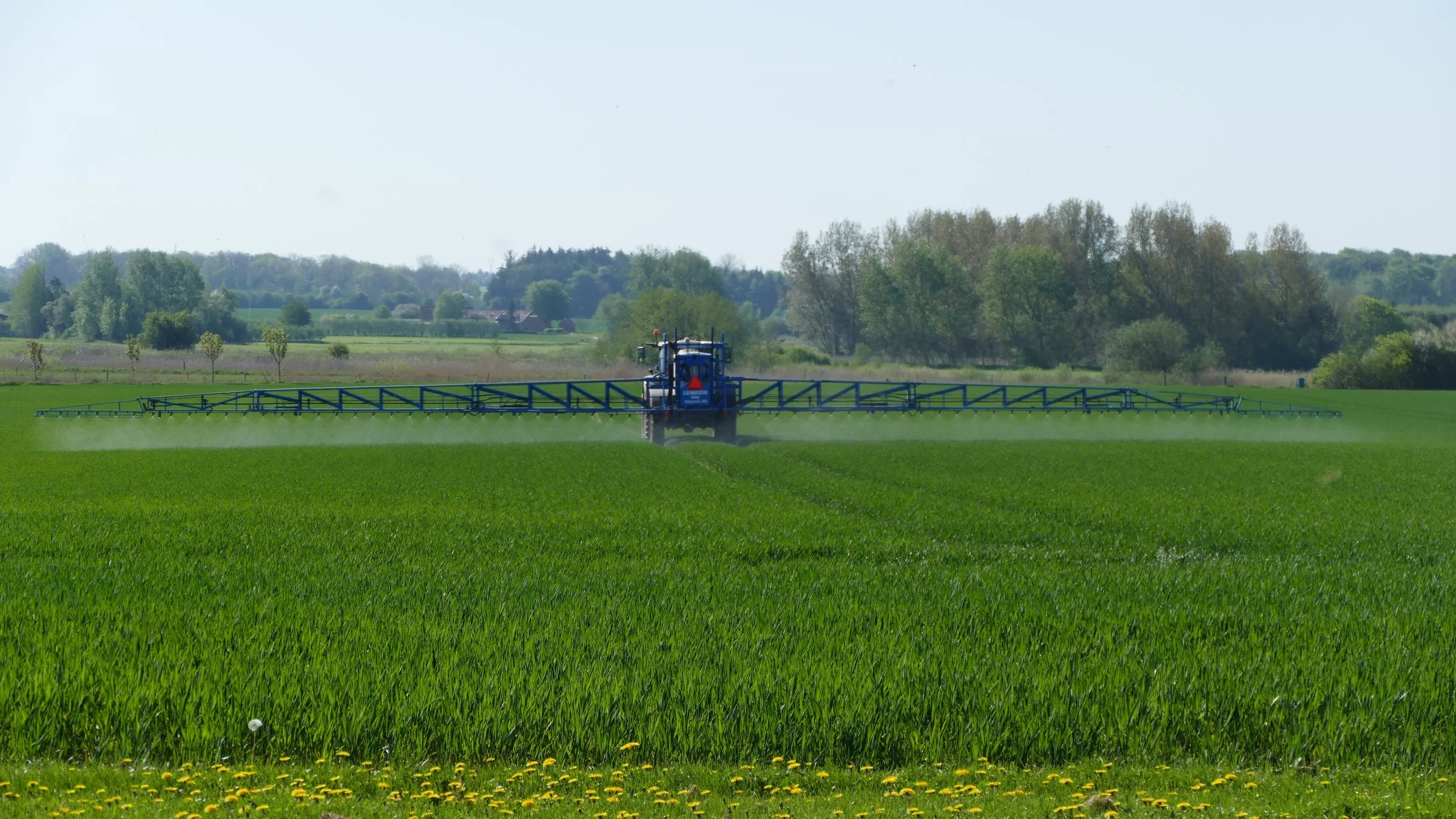 Ligger man traditionelt højt i hvedeudbytter henter man ikke nødvendigvis større merudbytte fra svampesprøjtningerne end andre med normalt lavere udbytter, viser undersøgelse fra Seges. Arkivfoto