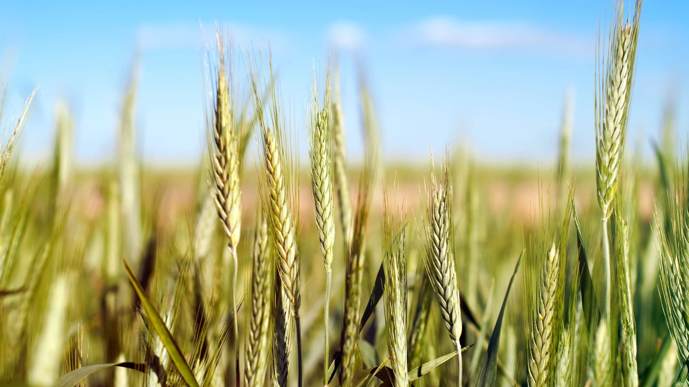 Farm-to-Fork er en overordnet strategi, som skal danne baggrund for de kommende lovforslag angående fødevareproduktionens fremtidige rammevilkår i EU.