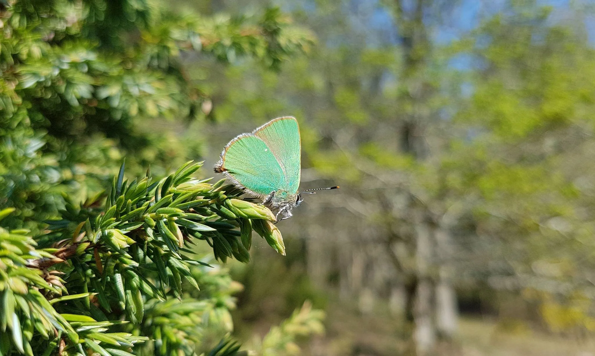 Grøn busksommerfugl.