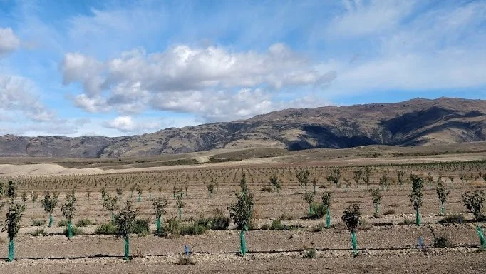 Der er i tusindvis af nyplantede kirsebærtræer på den sydlige del af New Zealand. Alene hos Mai Fruervangs arbejdsgiver var der 30.000 nyplantede bærtræer på en farm og 12.800 på en anden farm.