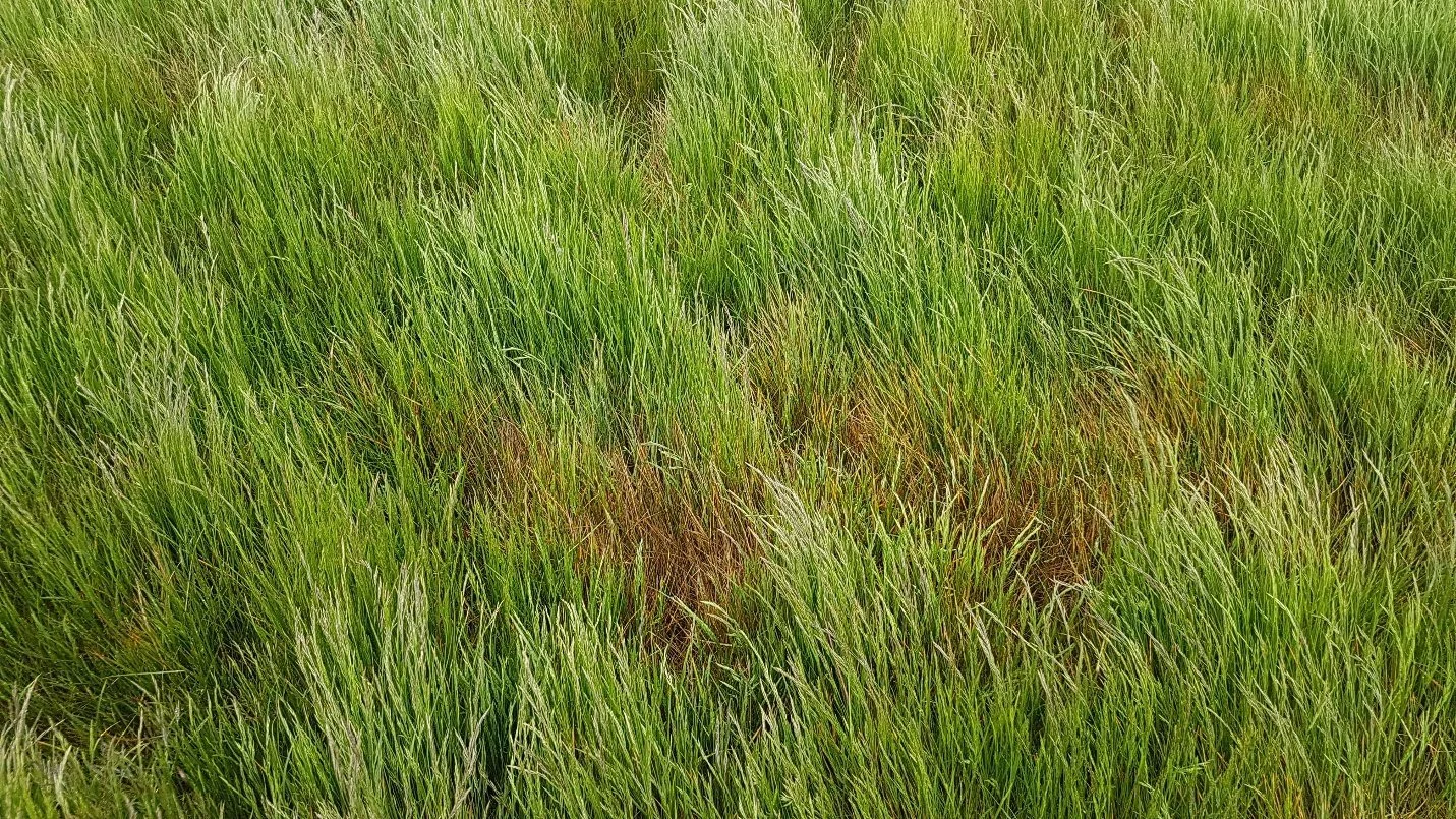 Ascochyta bladplet i anden års rødsvingel ved Nakskov fotograferet den 19. maj af Henrik Skovgaard Larsen, Barenbrug.