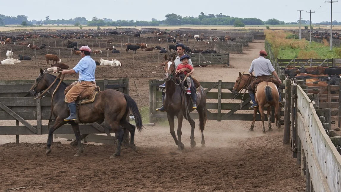 Argentina er blandt andet kendt for sit kødkvæg på pampassen og i store feedlots, hvor det bliver passet af gauchoer på hesteryg.