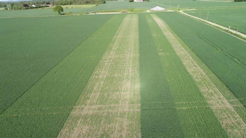 Dronefoto af storparcelforsøgene. Til højre i billedet ses demoparcellen med såning henholdsvis 26. marts, 14. april og 28. april, hvor der på hver sådato er sået i tre dybder på henholdsvis fire, to og en centimeter. - Det er tydeligt, at rettidighedseffekten er enorm i år, og at der er en stor effekt af at have fagligheden med ved såning og placere havreudsæden i fugtig jord også på de sene sådatoer, siger Henrik Fredsgaard Larsen.
