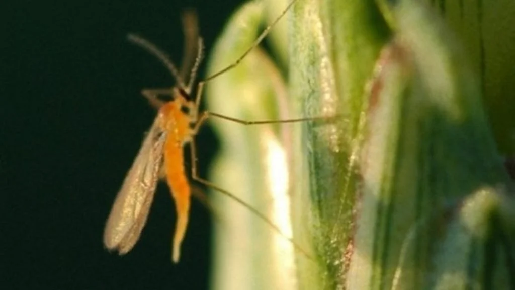 Hun af orange-gul hvedegalmyg i hvedeaks. Hunnen er ved at gøre klar til at lægge æg med bagkroppen. Foto: Finn Olsen, Sønderjysk Landboforening