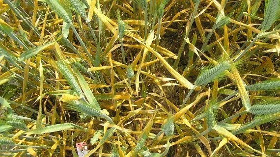 Ubehandlet triticale i observationsparceller på Tystofte fotograferet 29. maj i år af Susanne Sindberg, Tystofte.