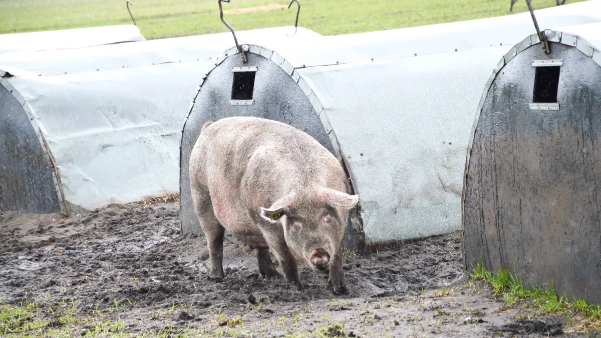 Det danske ustadige vejr gør det ikke altid muligt at arbejde med dyr på en solbeskinnet grøn mark, hvilket måske er det lyserøde idealbillede af grise på friland.