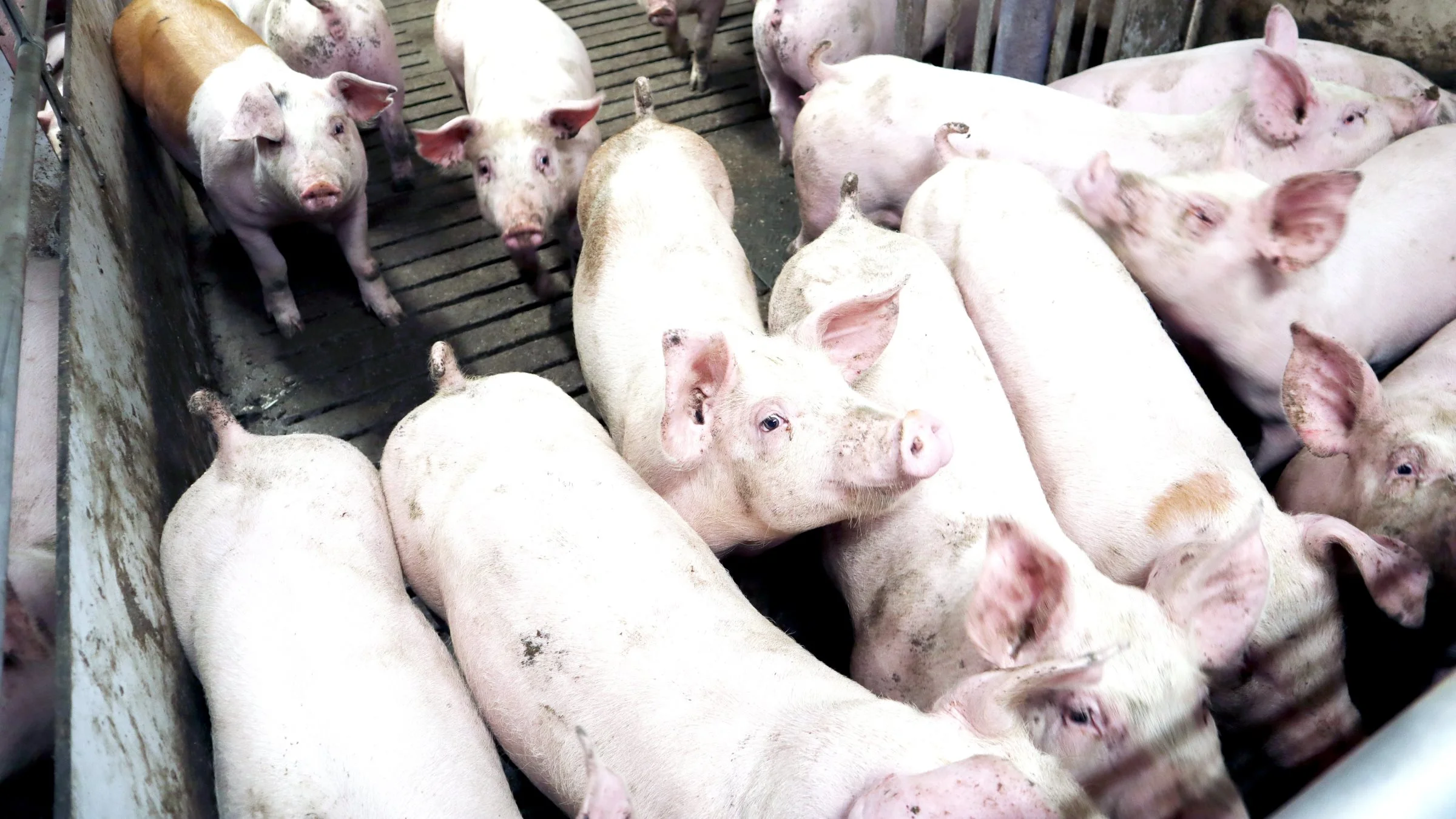 Hvis ikke de danske landmænd investerer mere i dansk slagtesvineproduktion, så er det blot et spørgsmål om tid, før antallet af slagtninger igen vil falde, vurderer Søren Søndergaard, næstformand i sektorbestyrelsen i Landbrug & Fødevarer Svineproduktion. Arkivfoto