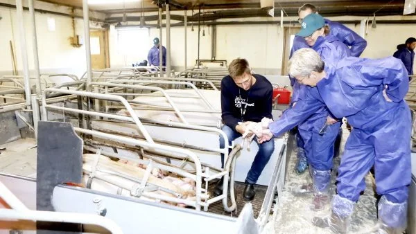 Åbent Landbrug den 20. september bliver helt anderledes i år. Kun tre familier må besøge den enkelte vært – én ad gangen. Billedet er fra sidste års arrangement hos Lars Hansen i Dømmestrup. Foto: Erik Hansen