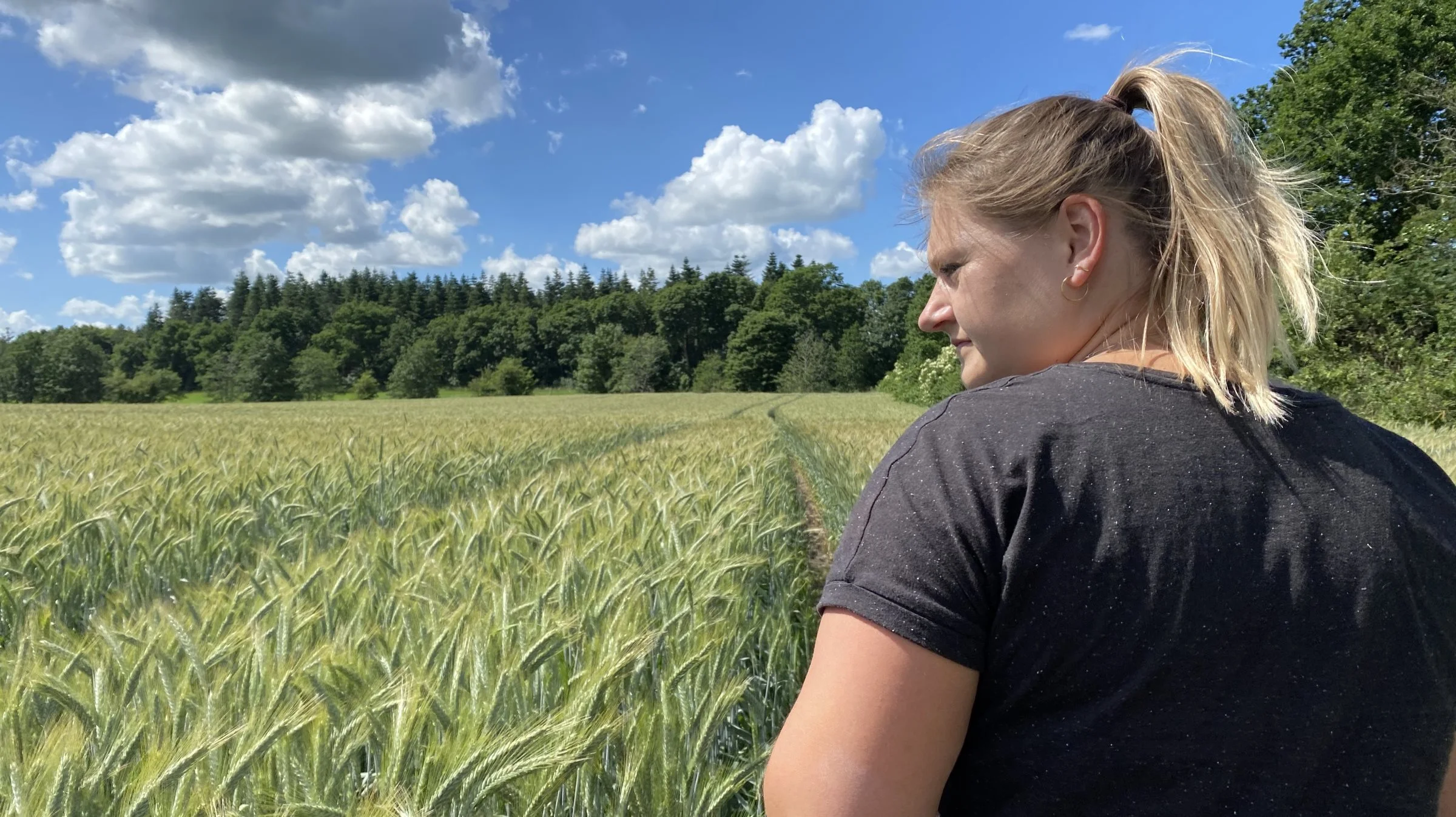 I 1956 blev det vedtaget ved lov, at alle har pligt til at bekæmpe flyvehavren. Hvert år bliver store mængder fremavlskorn synet for at undgå flyvehavren, en af dem der syner adskillige hektar, er planteavlskonsulent Christina H. Siegumfeldts. Foto: Djursland Landboforening.
