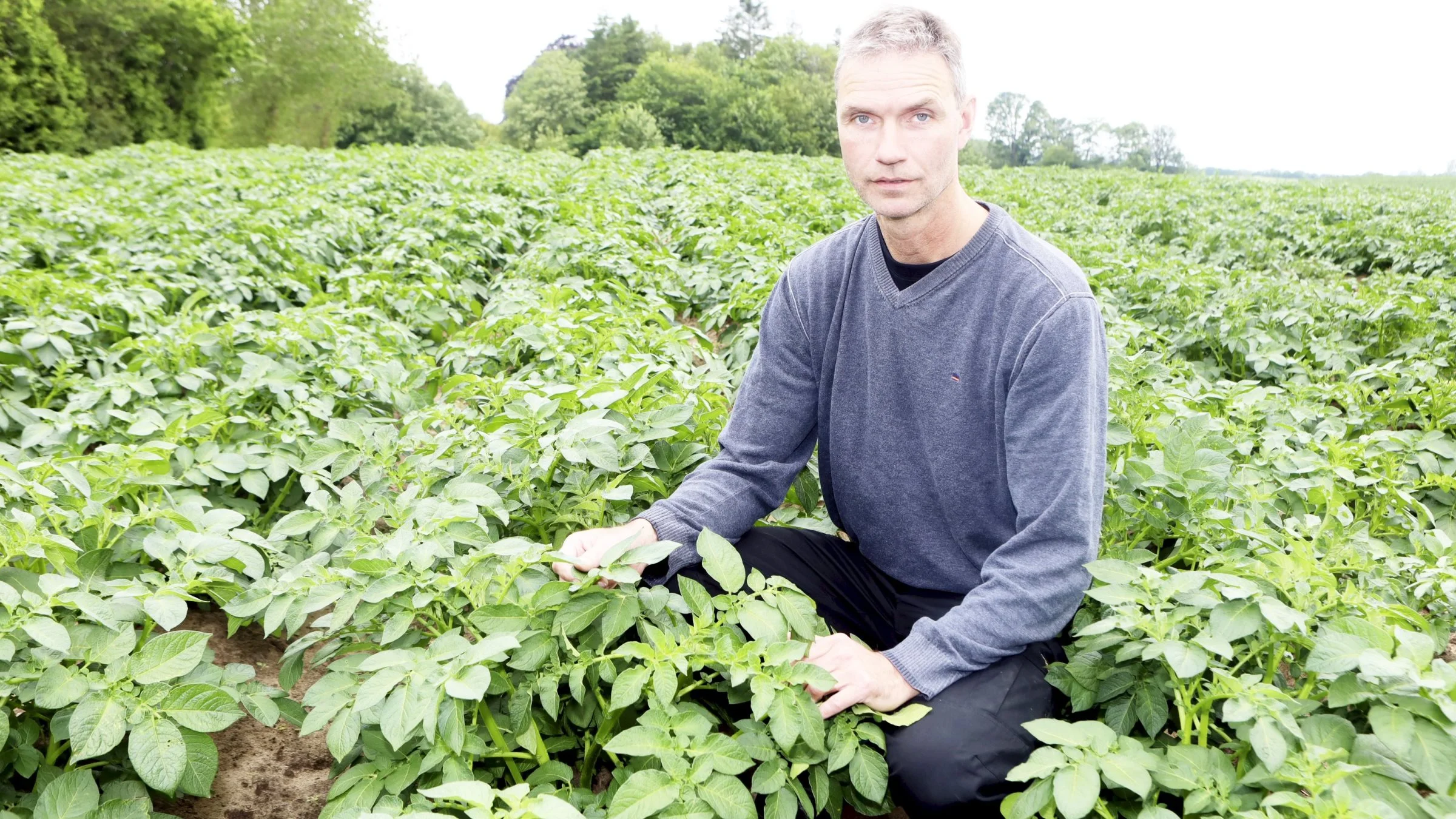 Lau Hvid Hansen, Farsbøllegaard, Hårslev på Nordfyn er blandt initiativtagerne til en fynsk kartoffelmelsfabrik. Der er informationsmøder, så de sidste deltagende landmænd kan samles, først i september. Foto: Erik Hansen.