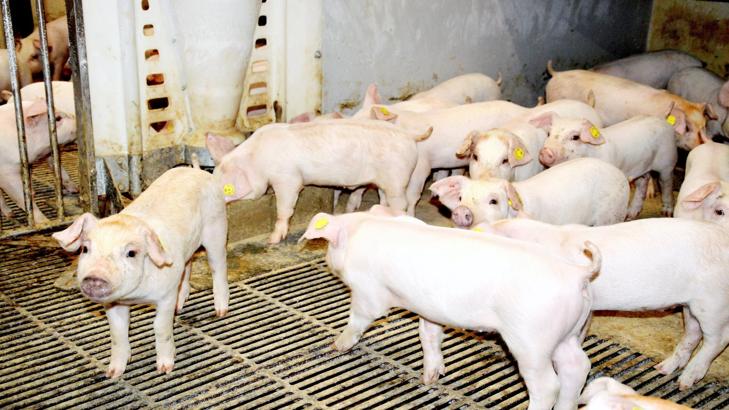 Udbuddet af smågrise ikke særlig stort, og slagtesvineproducenternes efterspørgsel stiger i takt med udbudspuklens afvikling på slagtesvinemarkedet, skriver Danske Svineproducenter.
