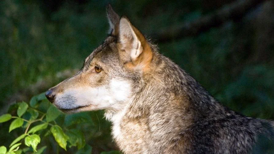 Der er netop blevet fundet DNA fra en ulv i et får, der tidligere på året blev bidt ihjel udenfor Holstebro. 