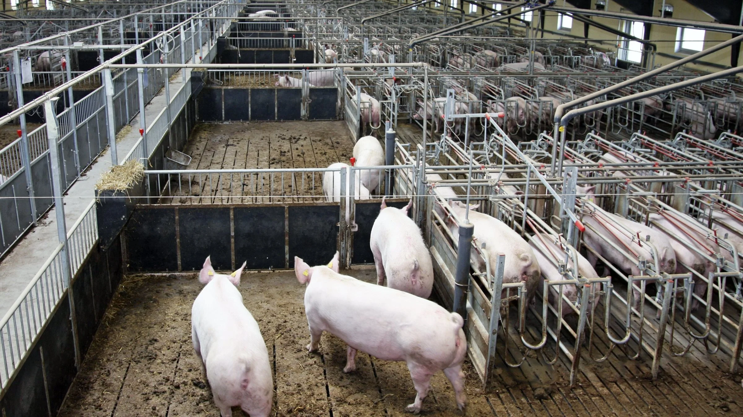 De skærpede krav gælder de såkaldte IE-brug med flere end 2.000 stipladser til slagtegrise over 30 kilo, flere end 750 pladser til søer eller flere end 40.000 pladser til fjerkræ. Arkivfoto