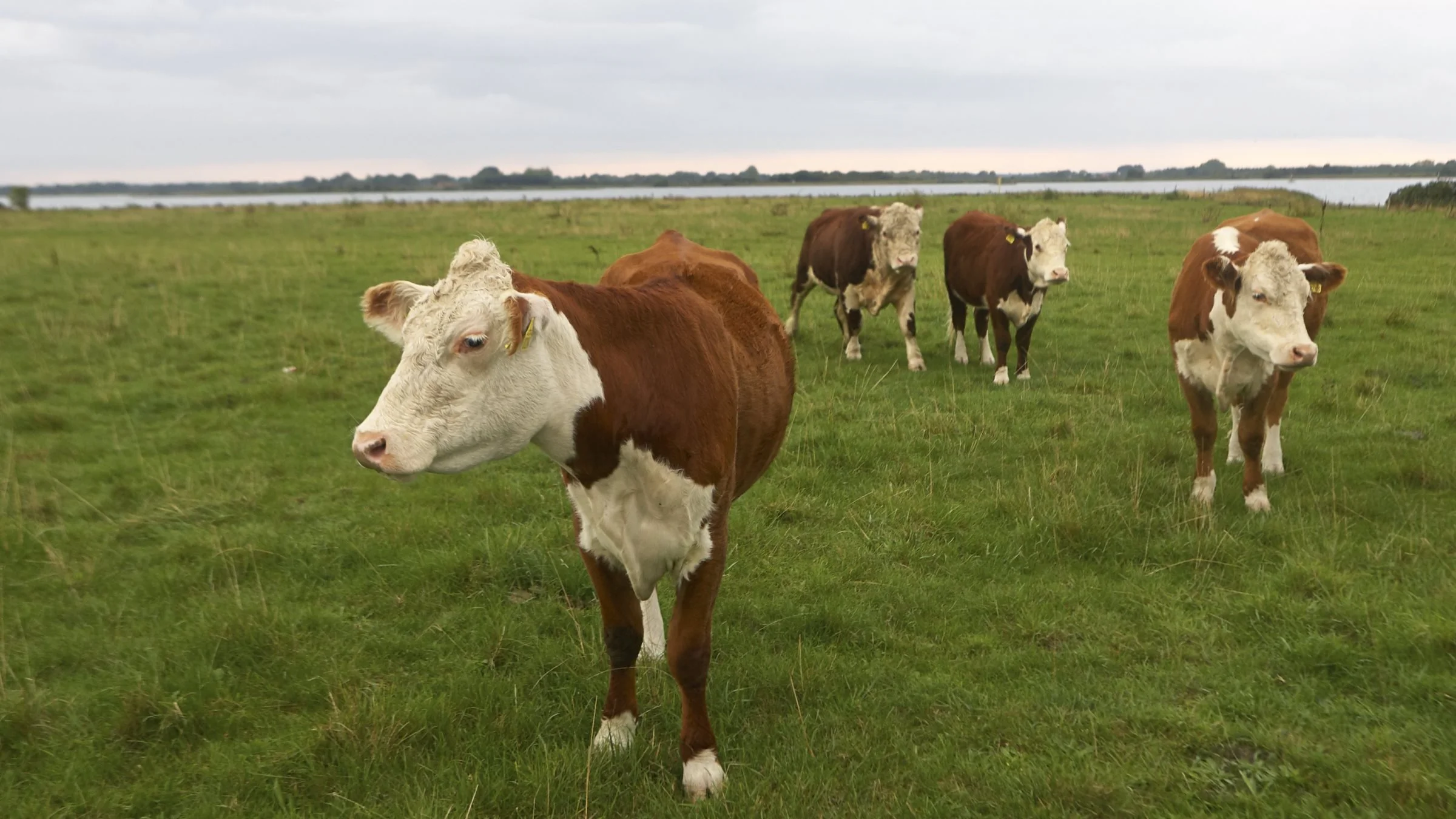 Onsdag aften den 2. september bliver der lejlighed for medlemmerne i Fynsk Kødkvæg at besøge to østfynske besætninger. Billedet er fra sommerudflugten for to år siden til Vigelsø i Odense Fjord. Foto: Erik Hansen