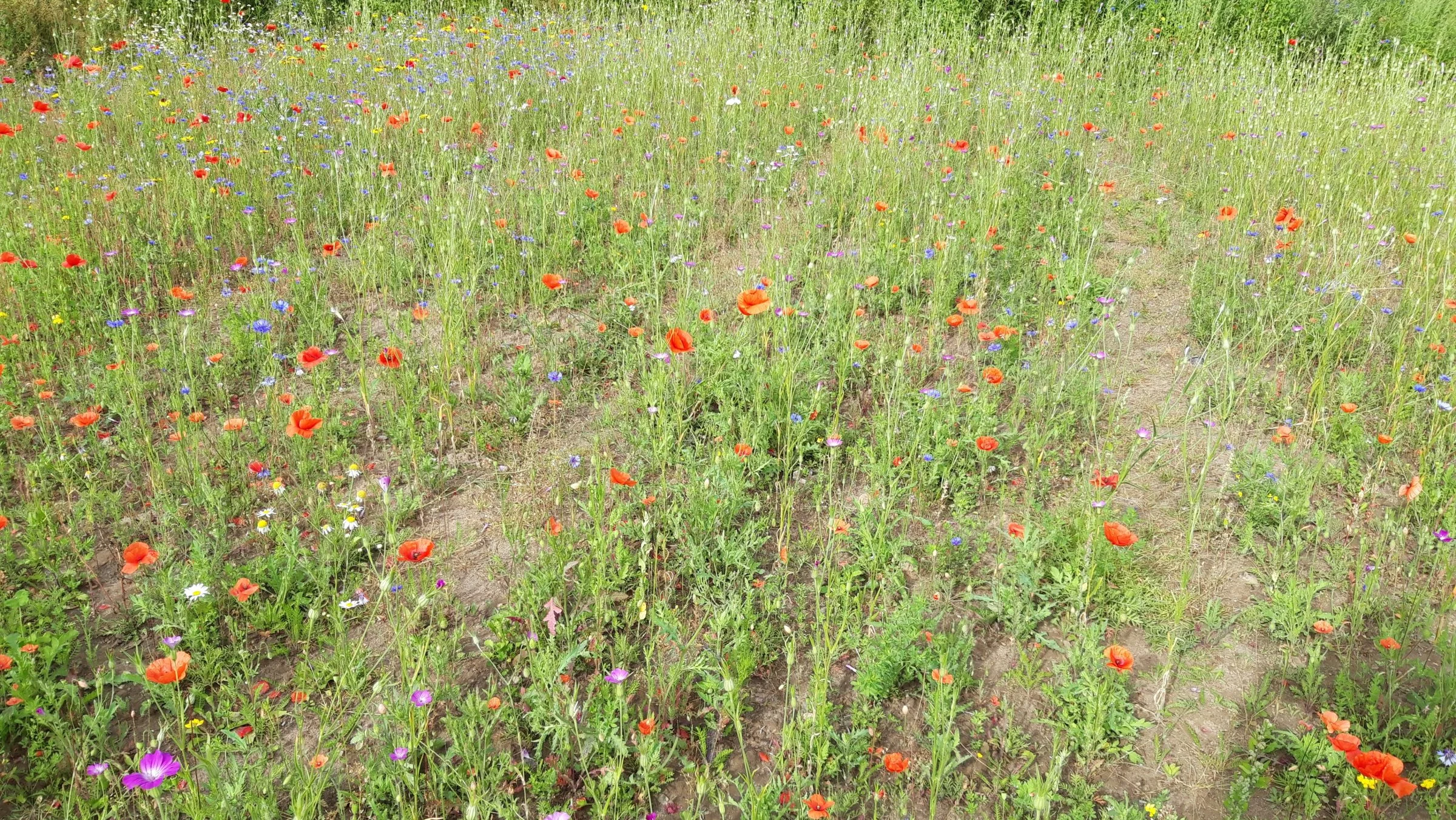 Velas er i gang med at undersøge, om indsatsen for mere biodiversitet kan højnes og om biodiversitet kan kombineres med grundbetaling og EU-støtte. Foto: Velas