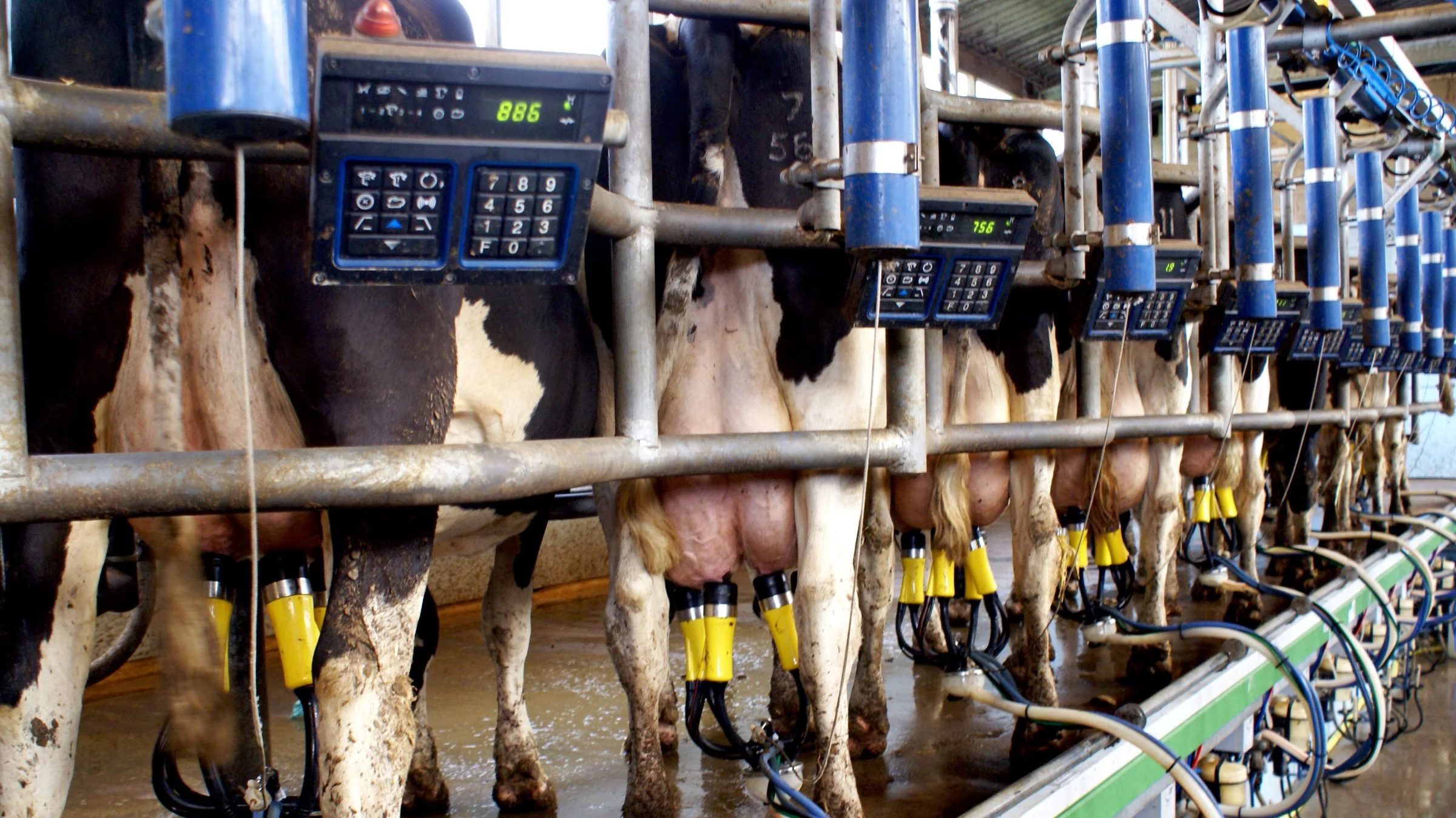 Mælkeproducenternes overskud efter ejeraflønning var i 2019 400.000 kroner for konventionelle bedrifter og 850.000 kroner for økologerne, viser en ny analyse fra Seges. Arkivfoto