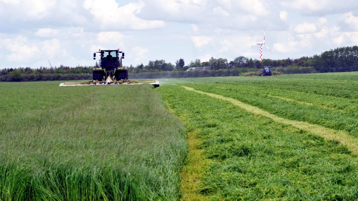 Skårlægning af Topmix kløver den 9. juni 2015. Der blev opfodret godt 5.000 foderenheder pr. hektar af første slæt fra arealet. Foto: SH Ensilering 